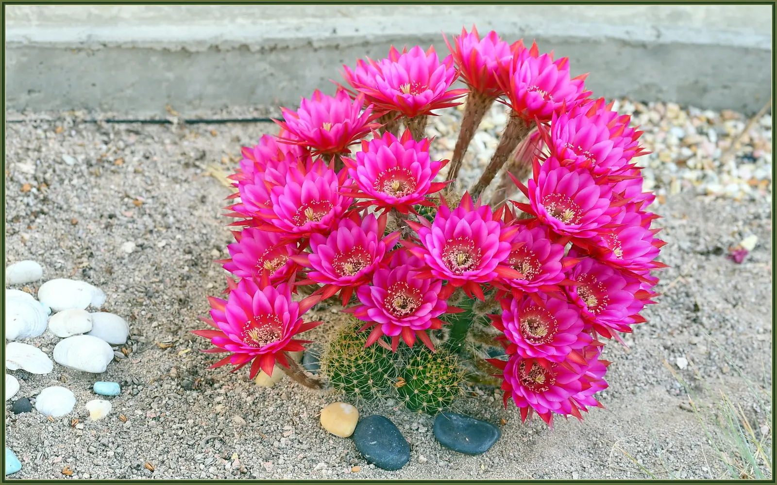 Easter Lily Cactus (Echinopsis Hybrid) — favoring full sun exposure for a minimum of six hours a day