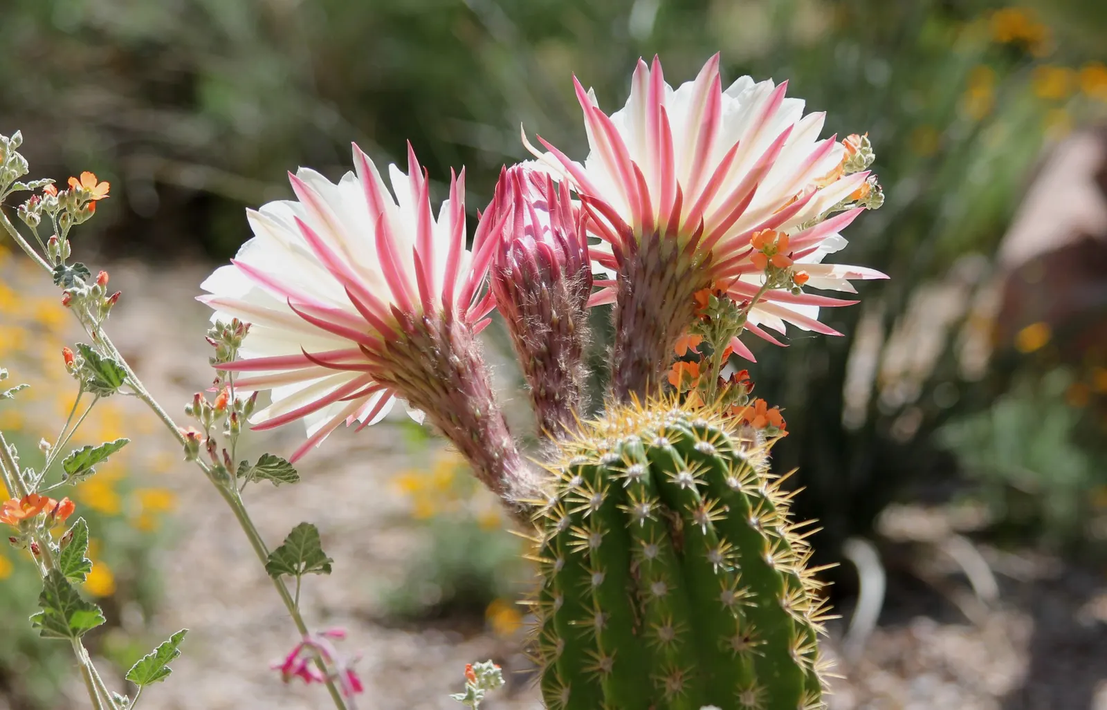Easter Lily Cactus (Echinopsis Hybrid) — these cacti feature globular to cylindrical green stems reaching up to 3 feet in height; these cacti, image 59