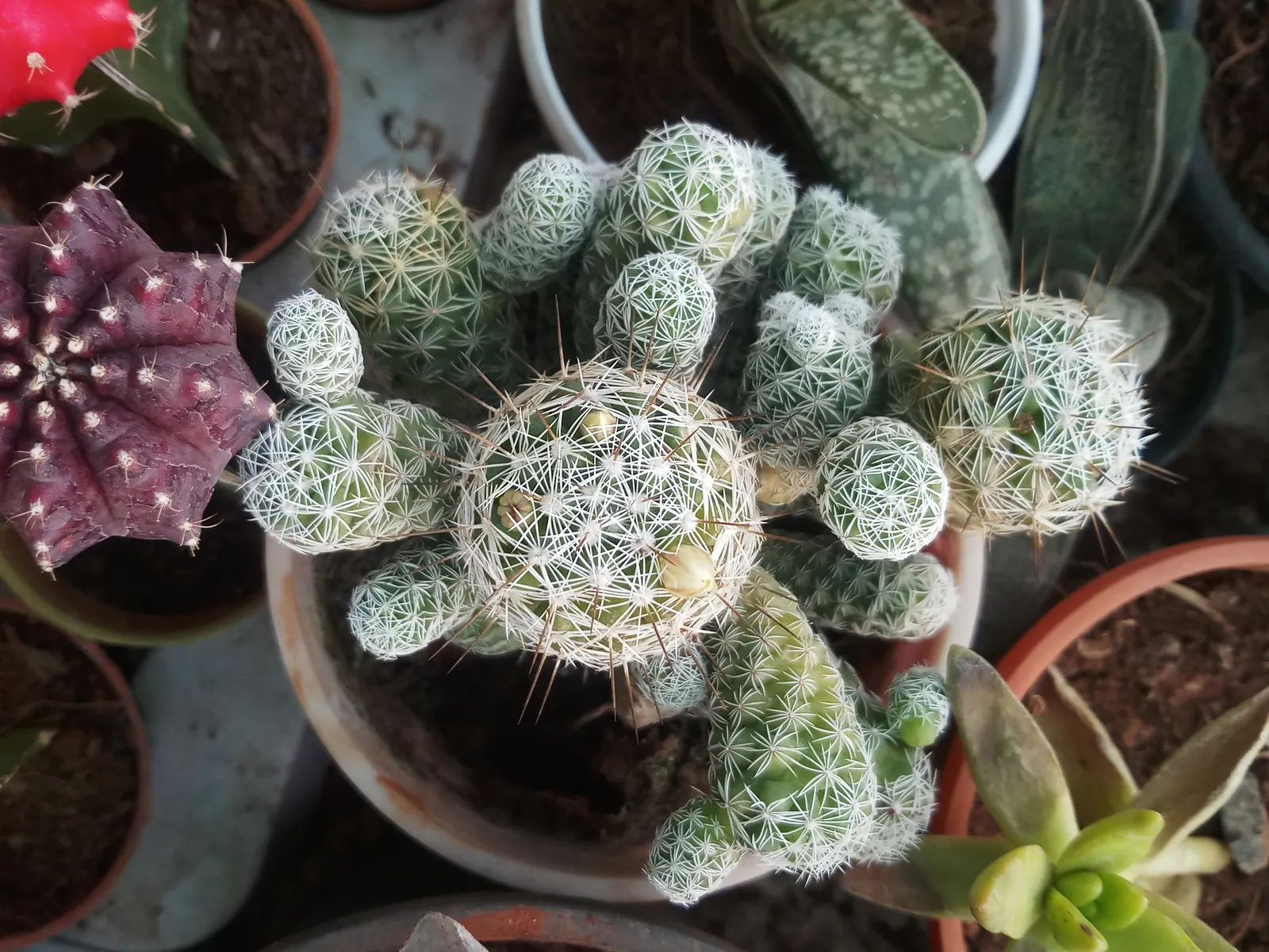Easter Lily Cactus (Echinopsis Hybrid) — These cacti require well-draining soil; each blossom can reach up to 6 to 8 inches in diameter