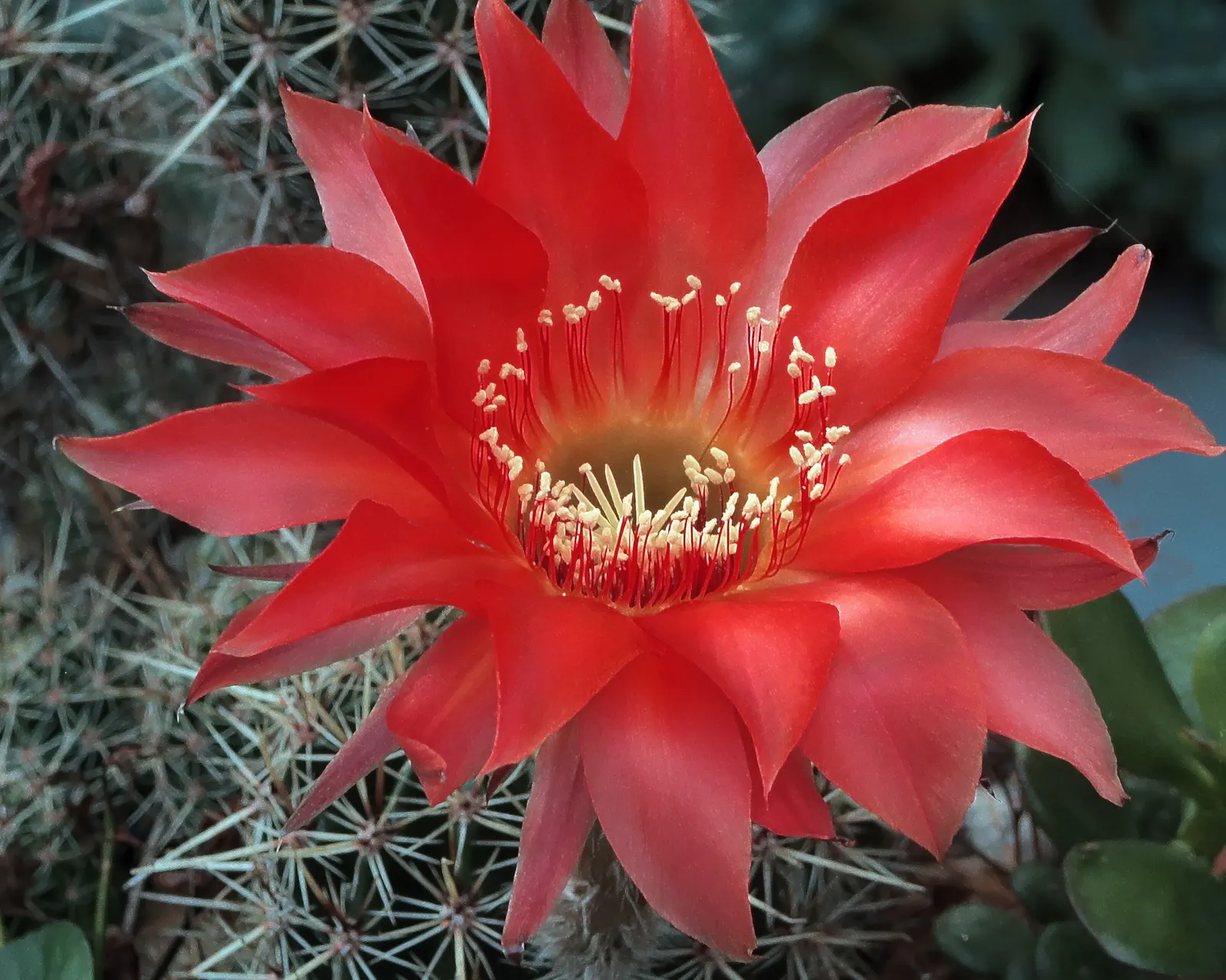 Easter Lily Cactus (Echinopsis Hybrid) — with a width spanning roughly the same; each blossom can reach up to 6 to 8 inches in diameter