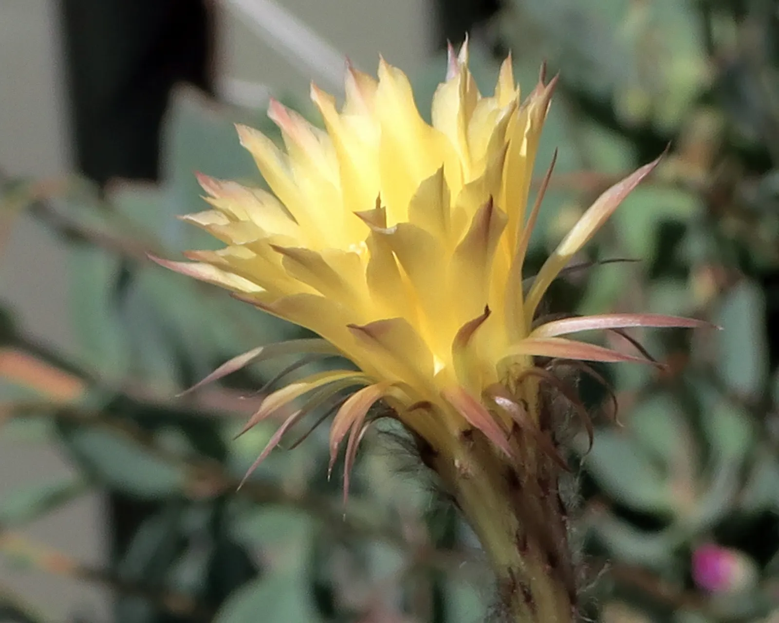 Easter Lily Cactus (Echinopsis Hybrid) — The Easter Lily Cactus (Echinopsis hybrid) is a prized perennial for arid landscapes; they require full, image 85