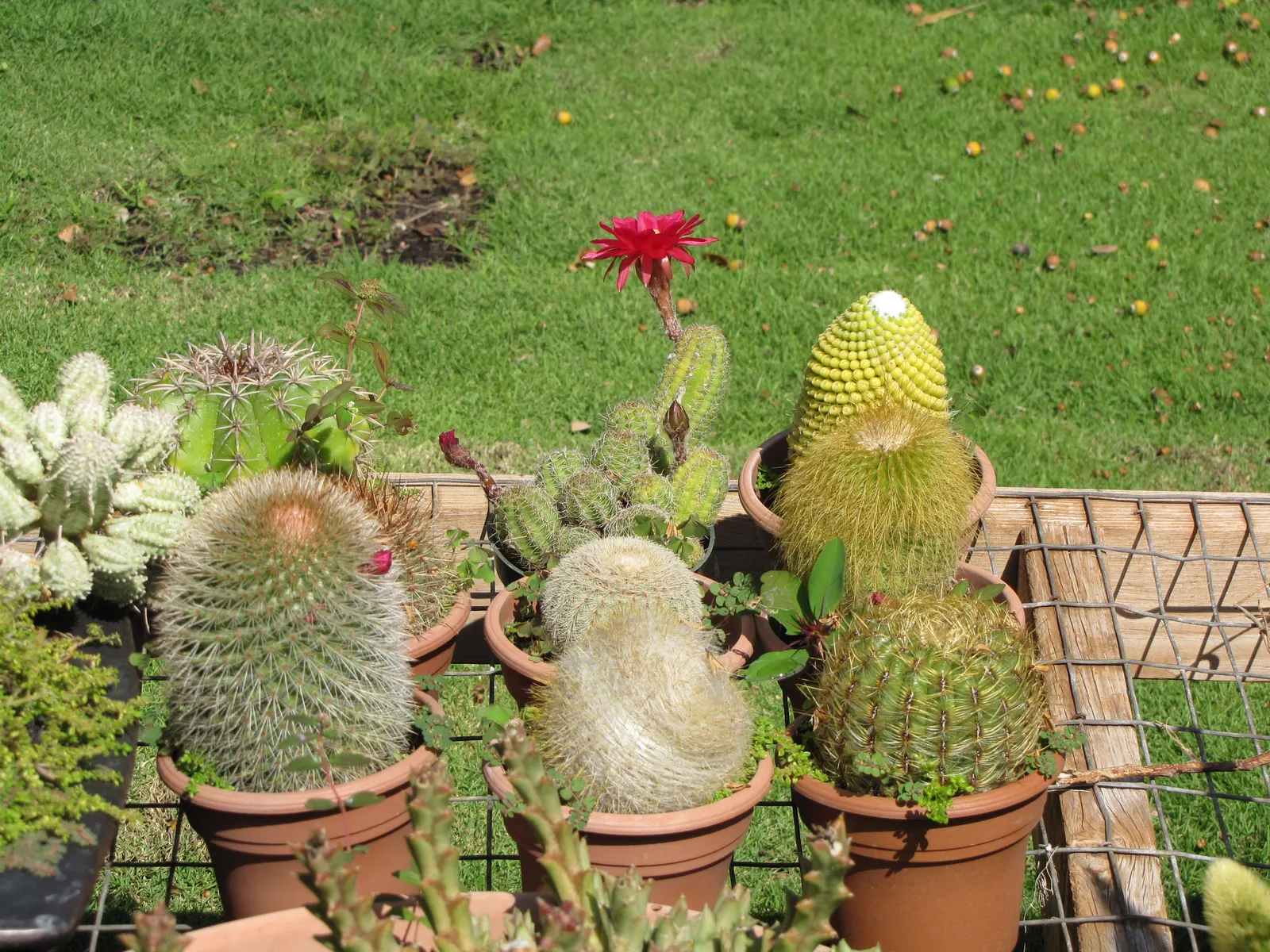 Easter Lily Cactus (Echinopsis Hybrid) — favoring full sun exposure for a minimum of six hours a day; they require full sun, minimal water, and, image 73
