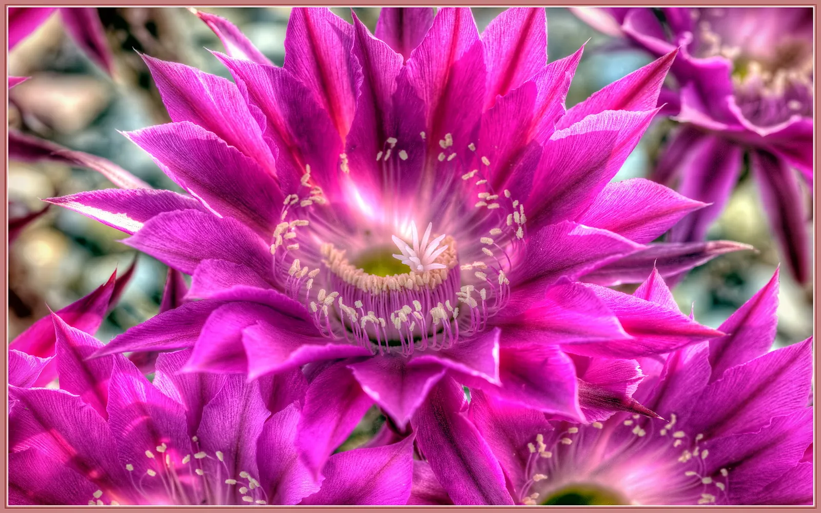 Easter Lily Cactus (Echinopsis Hybrid) — presents itself as a striking and particularly hardy specimen; these cacti require well-draining soil, image 63