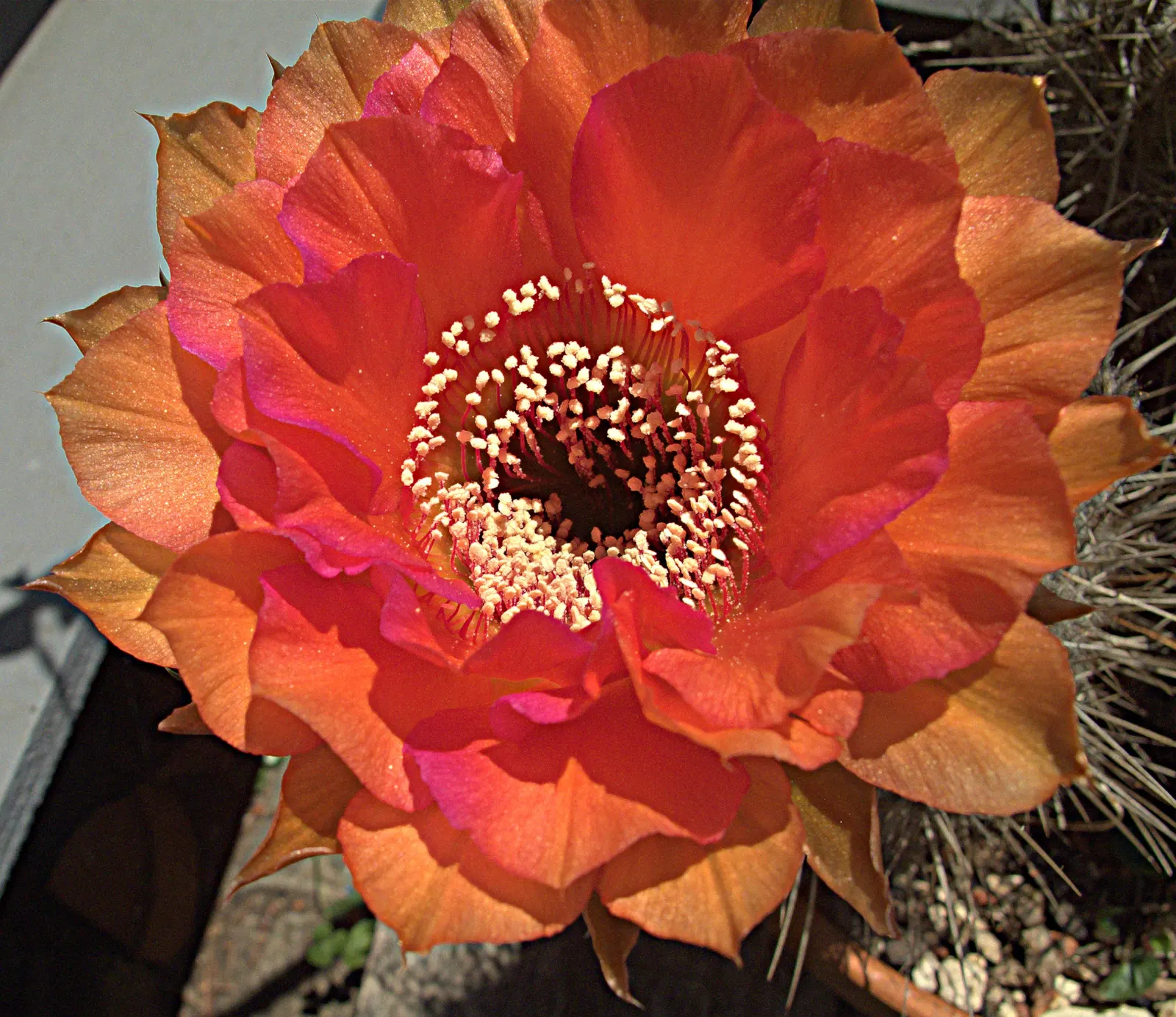Easter Lily Cactus (Echinopsis Hybrid) — Each blossom can reach up to 6 to 8 inches in diameter; these cacti require well-draining soil