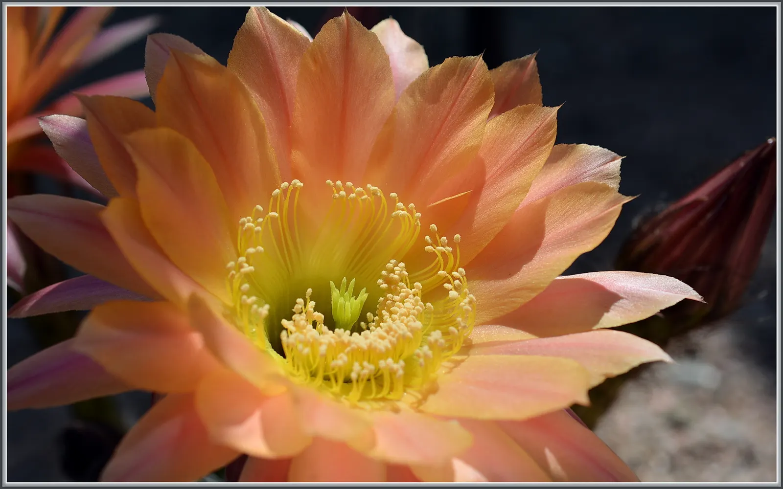 Easter Lily Cactus (Echinopsis Hybrid) — ideal for xeriscaping or rock gardens