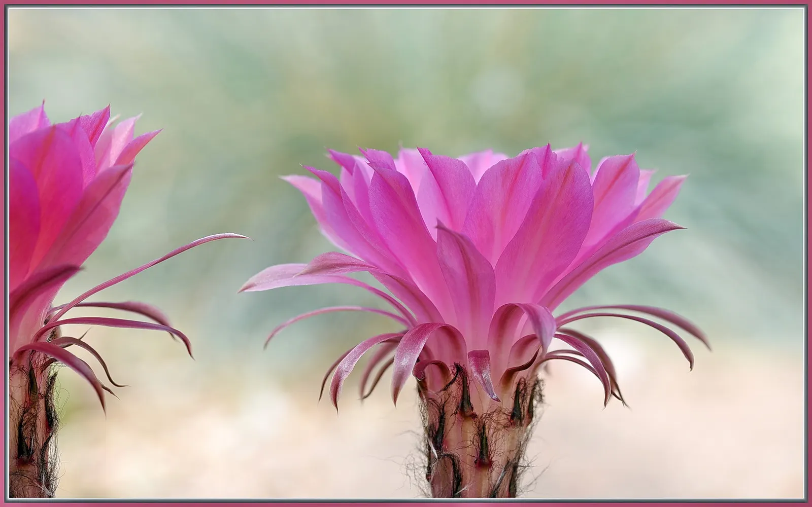 Easter Lily Cactus (Echinopsis Hybrid) — wherein the soil is allowed to completely dry out between waterings; these cacti require well-draining soil