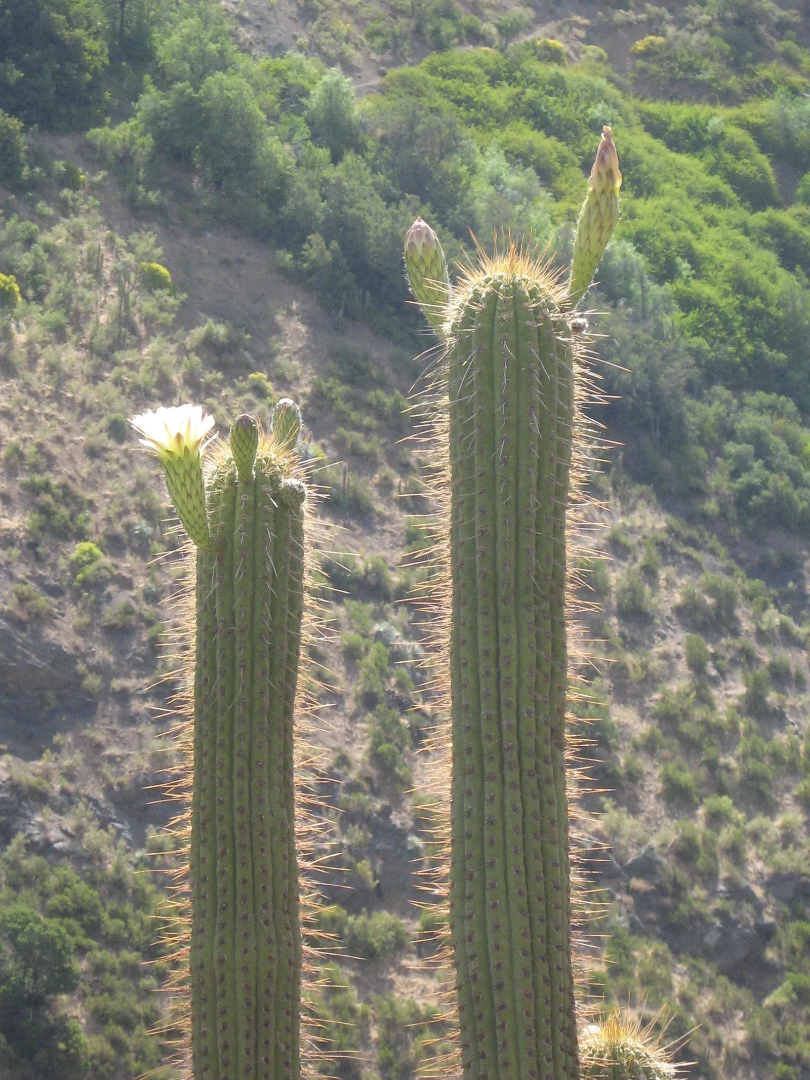 Easter Lily Cactus (Echinopsis Hybrid) — These cacti require well-draining soil; each blossom can reach up to 6 to 8 inches in diameter, image 74
