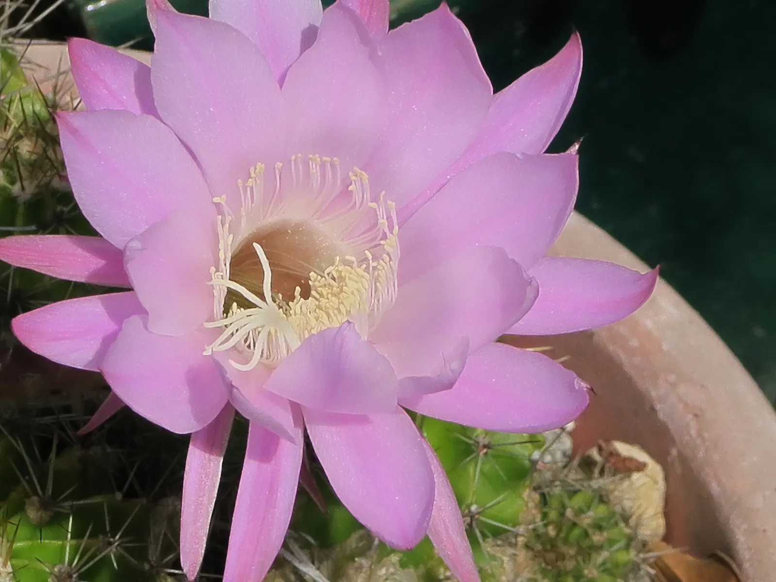 Easter Lily Cactus (Echinopsis Hybrid) — bringing a yearly spectacle of floral beauty to the warmer month landscapes; they require full sun, minimal water, and
