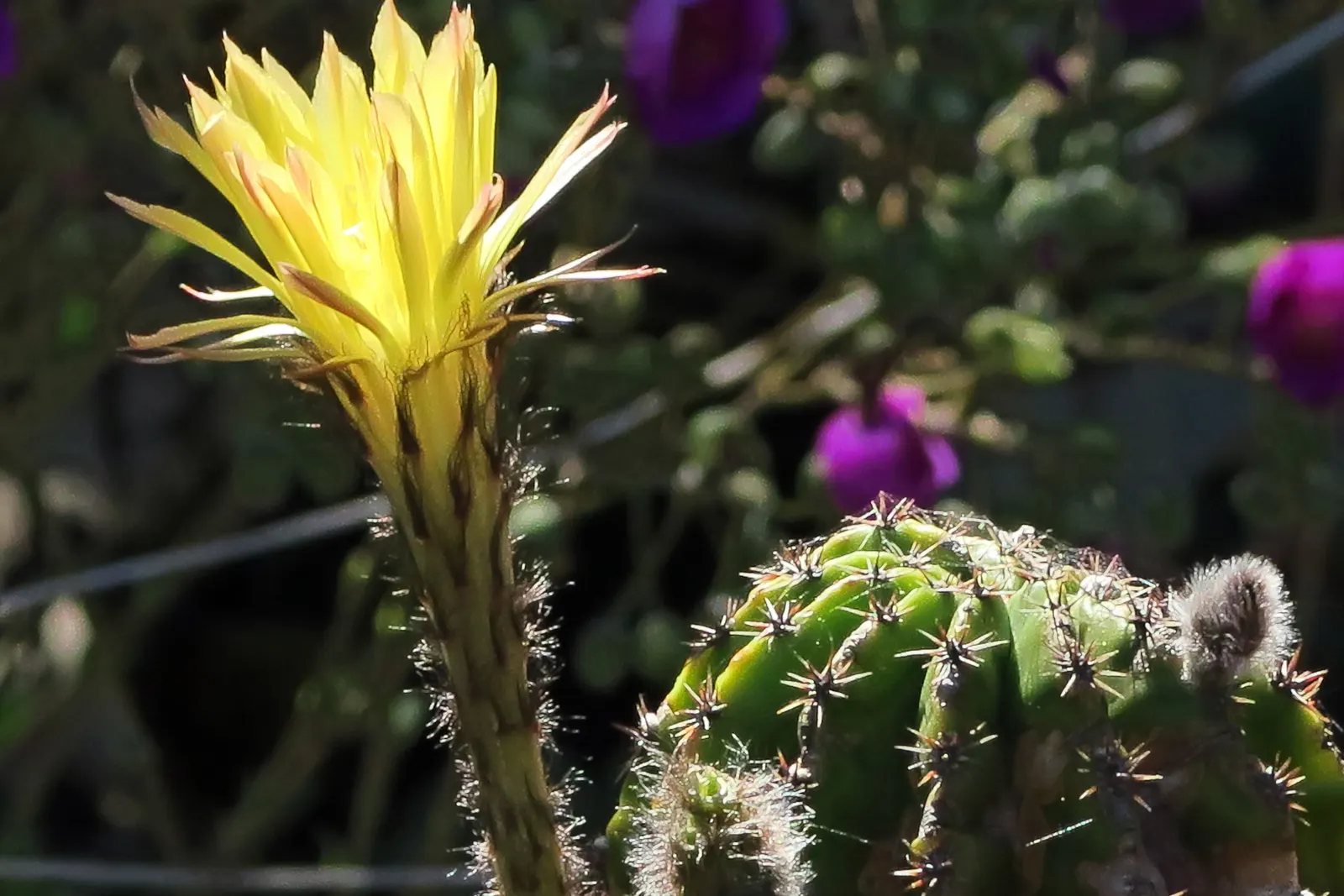 Easter Lily Cactus (Echinopsis Hybrid) — ideal for xeriscaping or rock gardens; each blossom can reach up to 6 to 8 inches in diameter, image 62