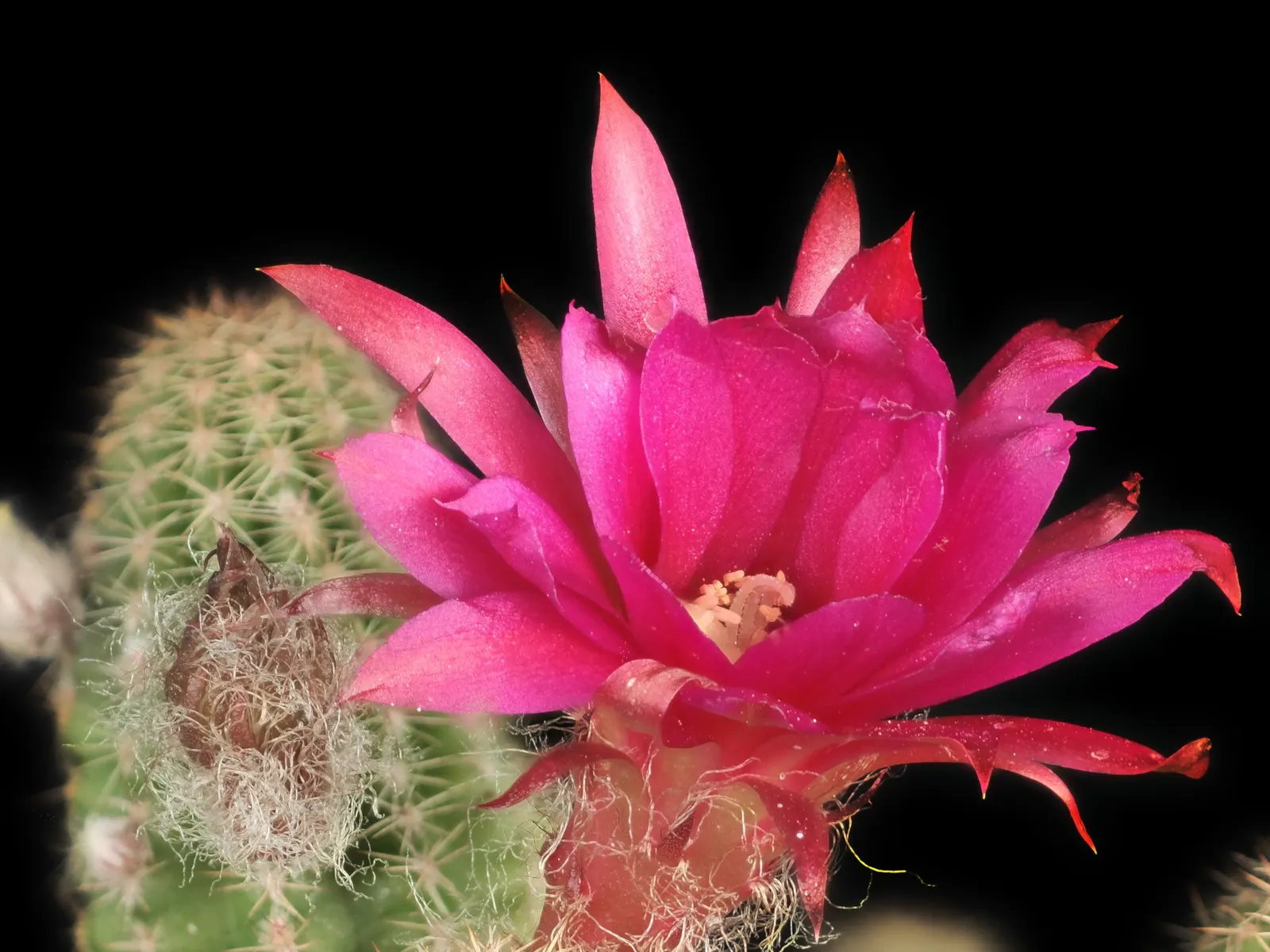 Easter Lily Cactus (Echinopsis Hybrid) — wherein the soil is allowed to completely dry out between waterings
