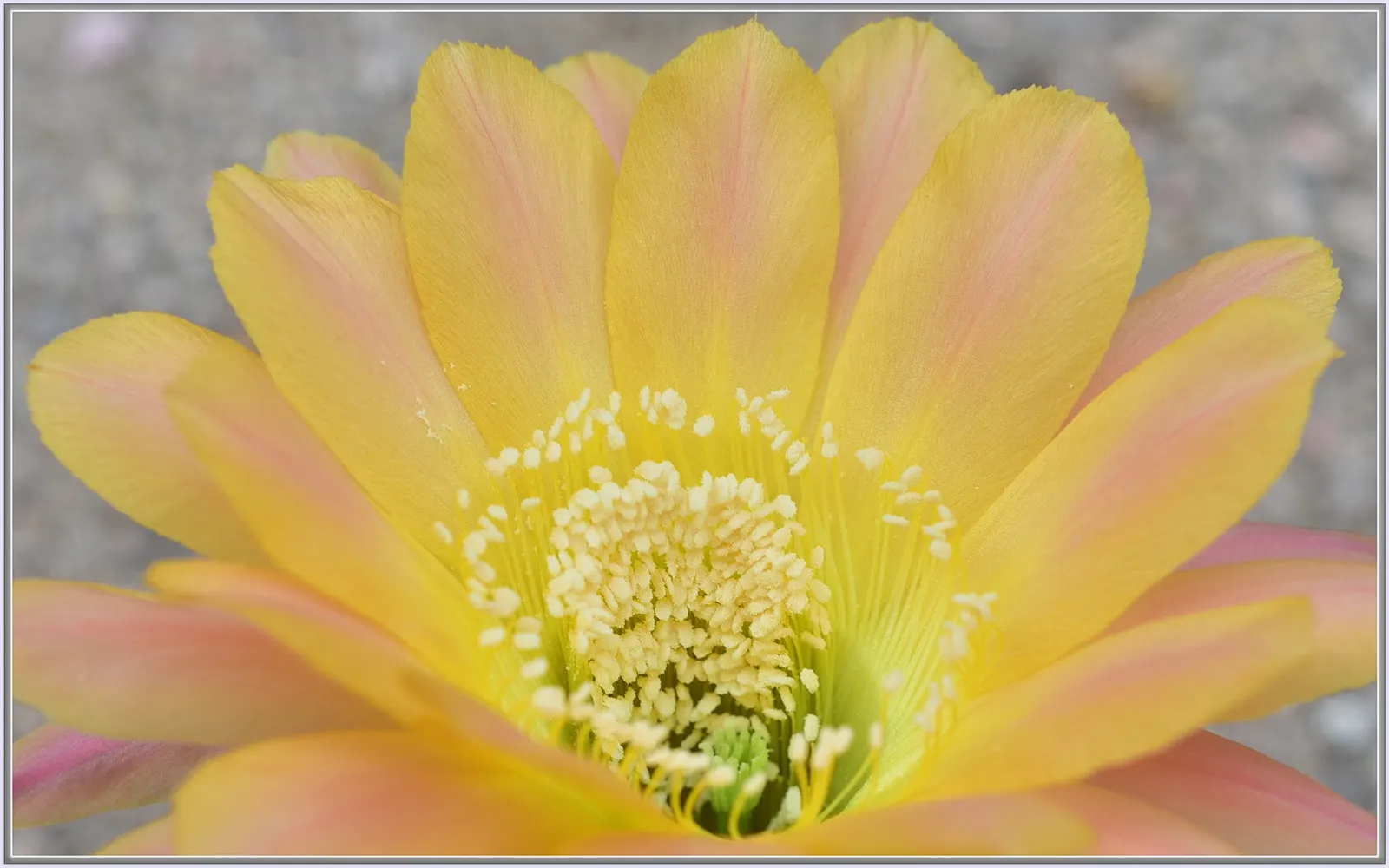 Easter Lily Cactus (Echinopsis Hybrid) — lavender and orange and pink and red and yellow flowers in the garden; each blossom can reach up to 6 to 8 inches in