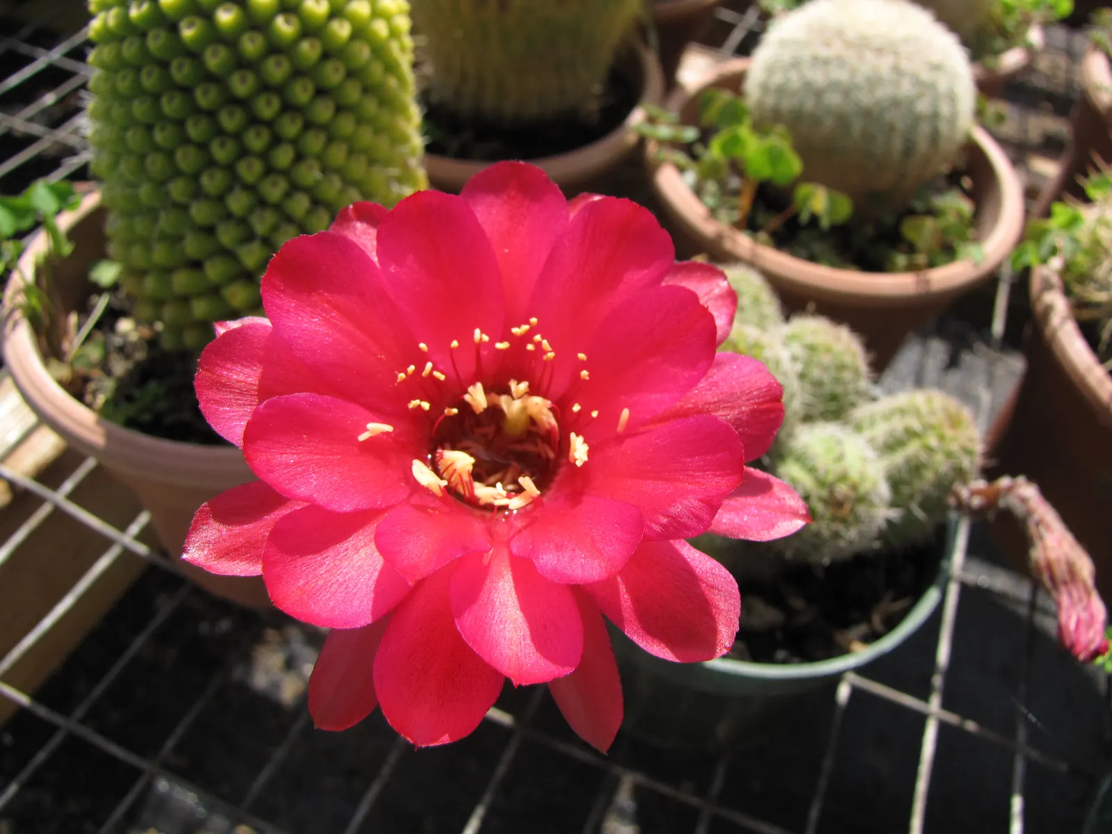 Easter Lily Cactus (Echinopsis Hybrid) — depending on the specific hybrid.<br><br>Reaching a mature size of 6 to 12 inches in height