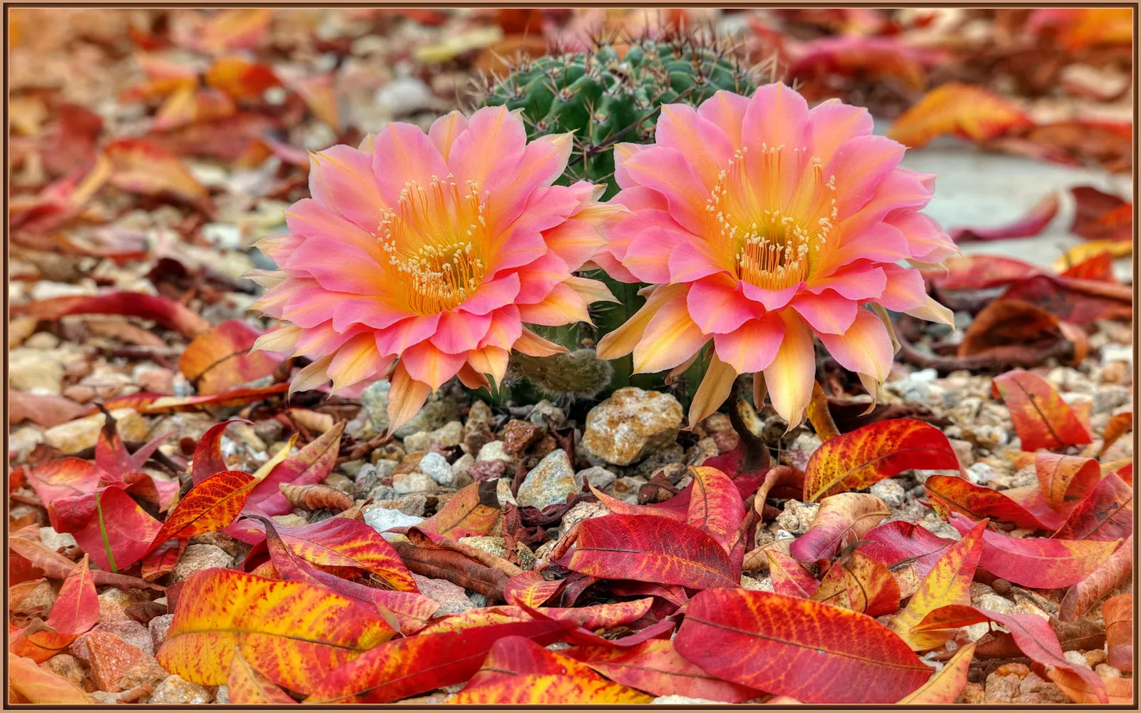 Easter Lily Cactus (Echinopsis Hybrid) — The Easter Lily Cactus is hardy down to around 20&deg;F