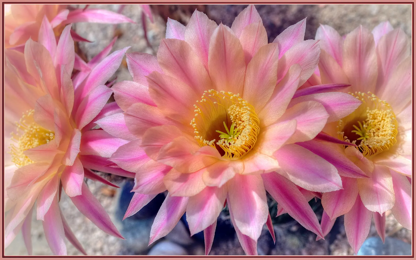 Easter Lily Cactus (Echinopsis Hybrid) — They require full sun, minimal water, and thrive in well-draining soil; bringing a yearly spectacle of floral beauty