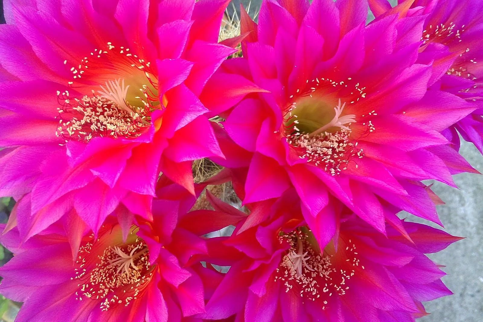 Easter Lily Cactus (Echinopsis Hybrid) — they create stunning visuals with low maintenance needs; they require full sun, minimal water, and thrive, image 89