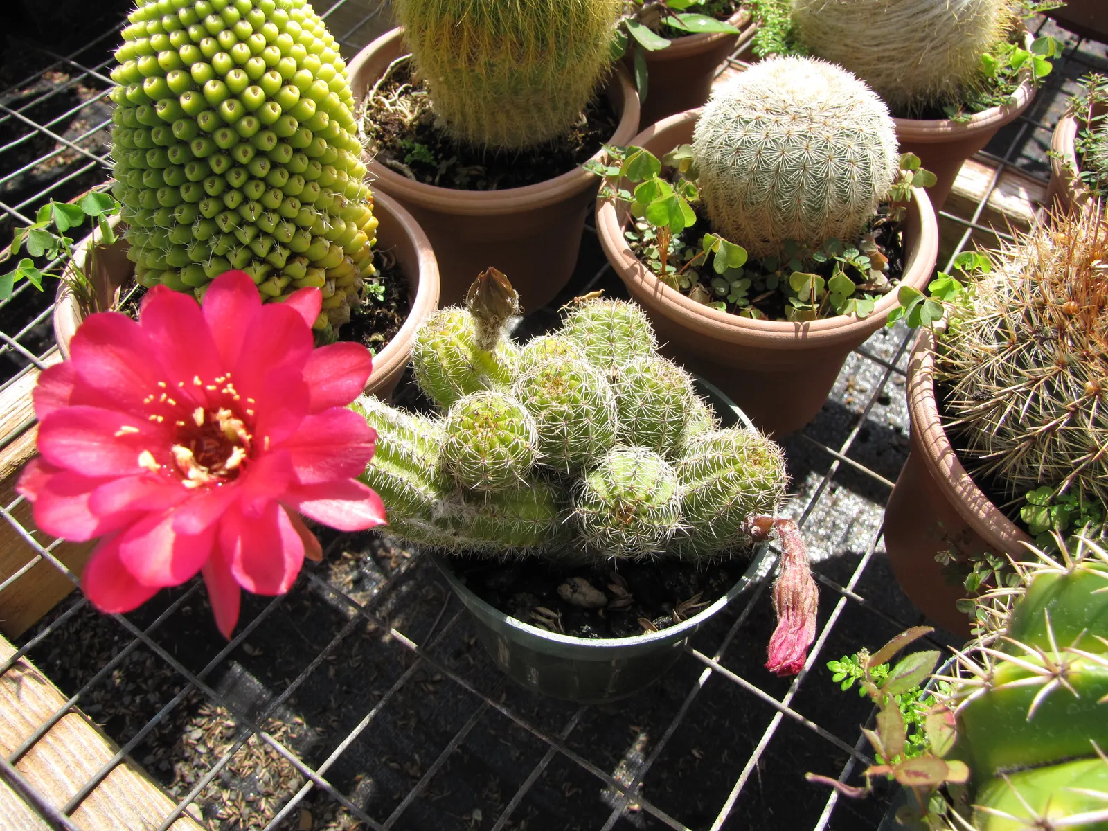 Easter Lily Cactus (Echinopsis Hybrid) — presents itself as a striking and particularly hardy specimen; these cacti require well-draining soil, image 91