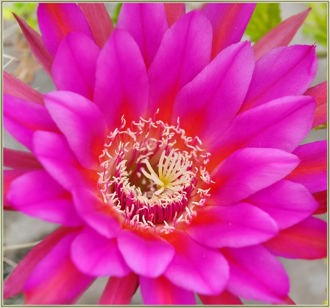 Easter Lily Cactus (Echinopsis Hybrid) — but it should be protected from frost to avoid damage.<br><br>For clients seeking a dazzling; each blossom can reach
