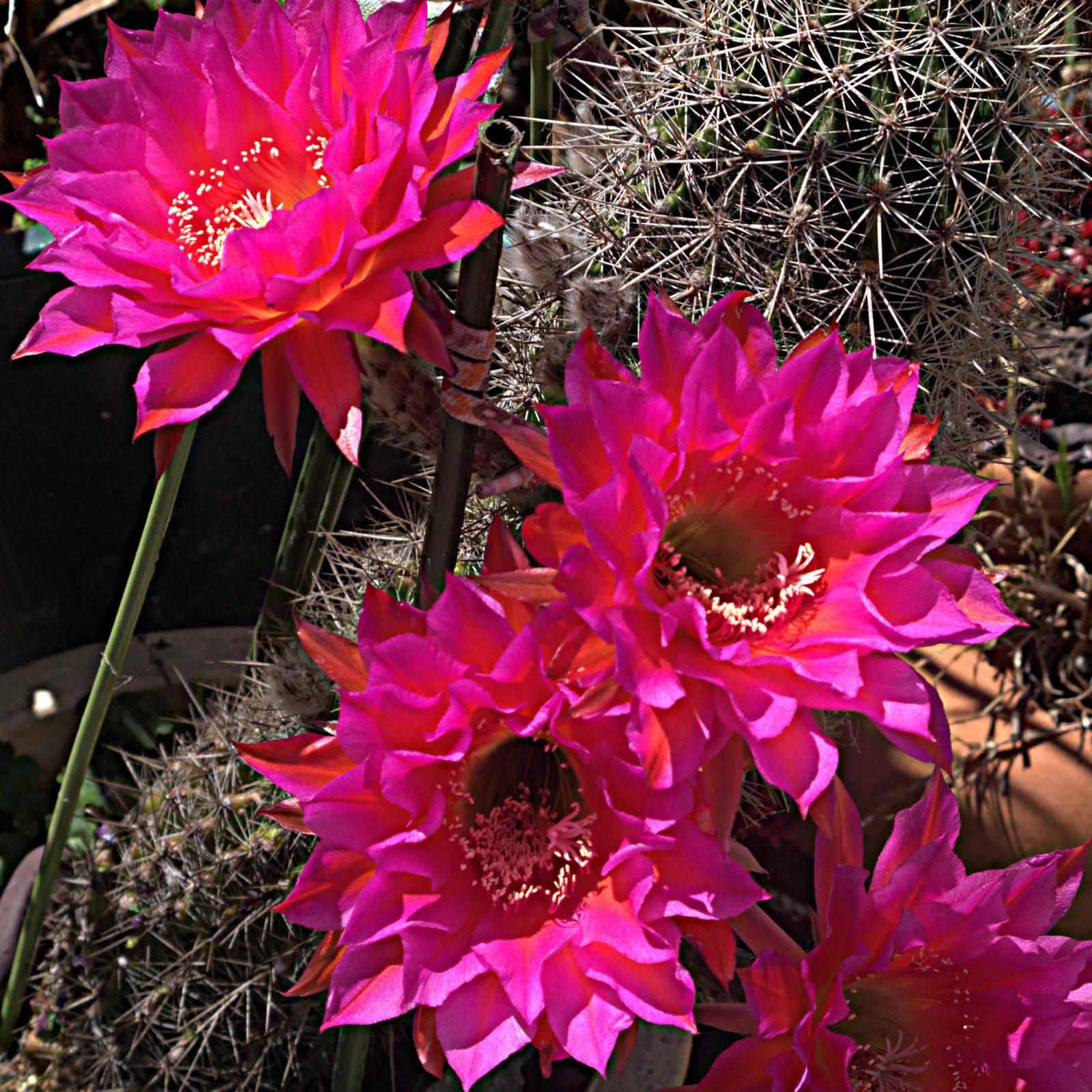 Easter Lily Cactus (Echinopsis Hybrid) — funnel-shaped flowers blooming in spring to summer; each blossom can reach up to 6 to 8 inches in diameter