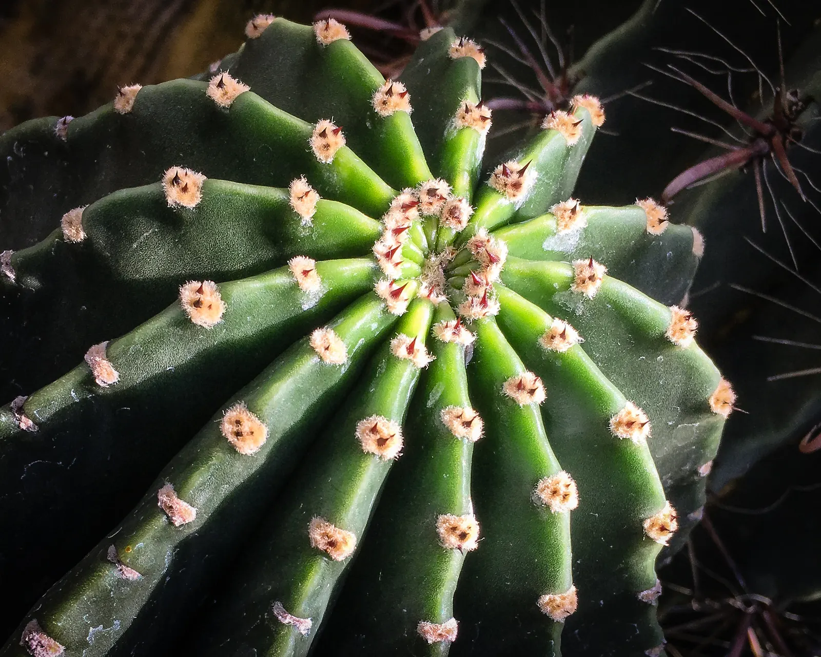 Easter Lily Cactus (Echinopsis Hybrid) — low-maintenance addition to their garden; these cacti require well-draining soil