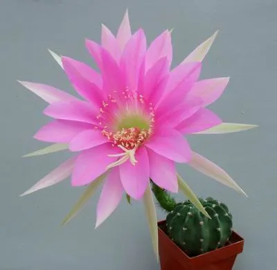 Easter Lily Cactus (Echinopsis Hybrid) — Each blossom can reach up to 6 to 8 inches in diameter; these cacti require well-draining soil, image 67