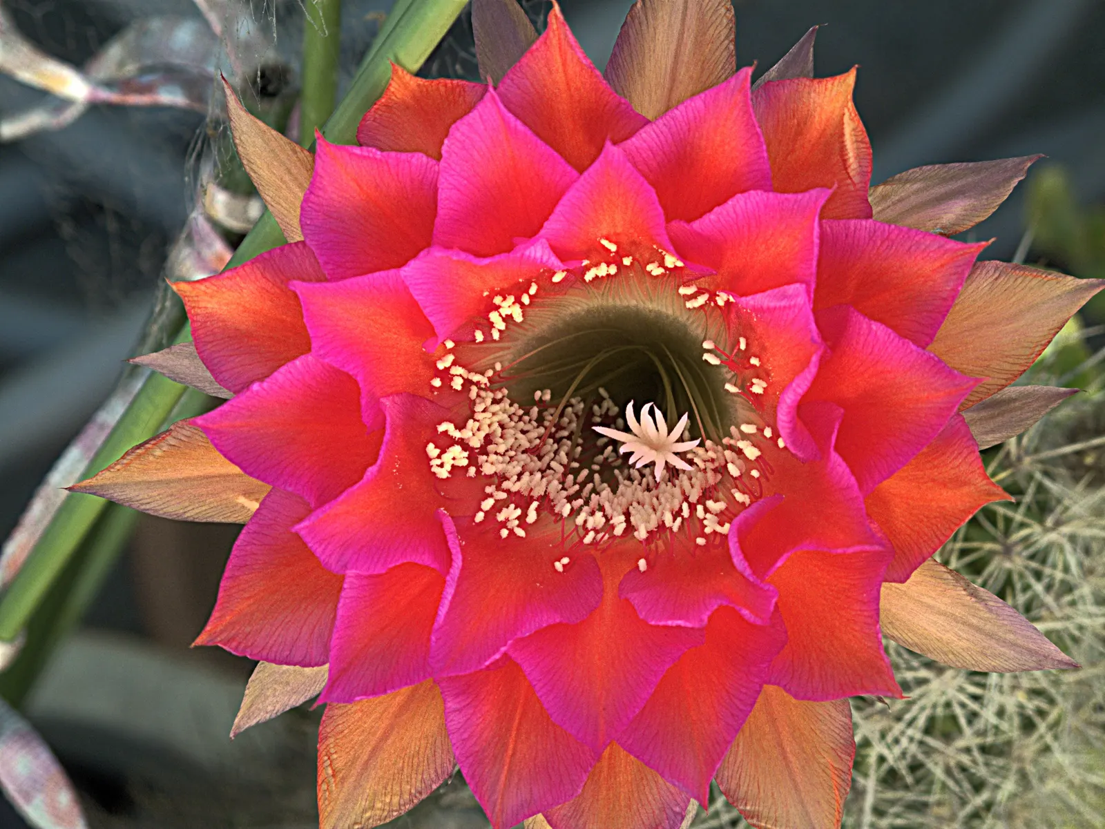 Easter Lily Cactus (Echinopsis Hybrid) — An intriguing feature of this cactus is its remarkably showy flowers that bloom brilliantly