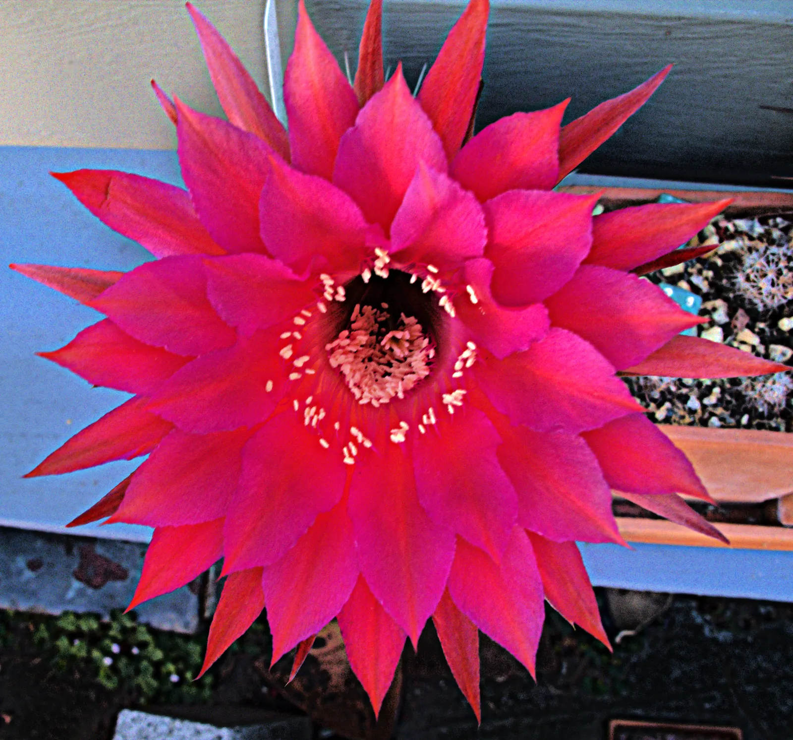 Easter Lily Cactus (Echinopsis Hybrid) — these cacti feature globular to cylindrical green stems reaching up to 3 feet in height; these cacti, image 87