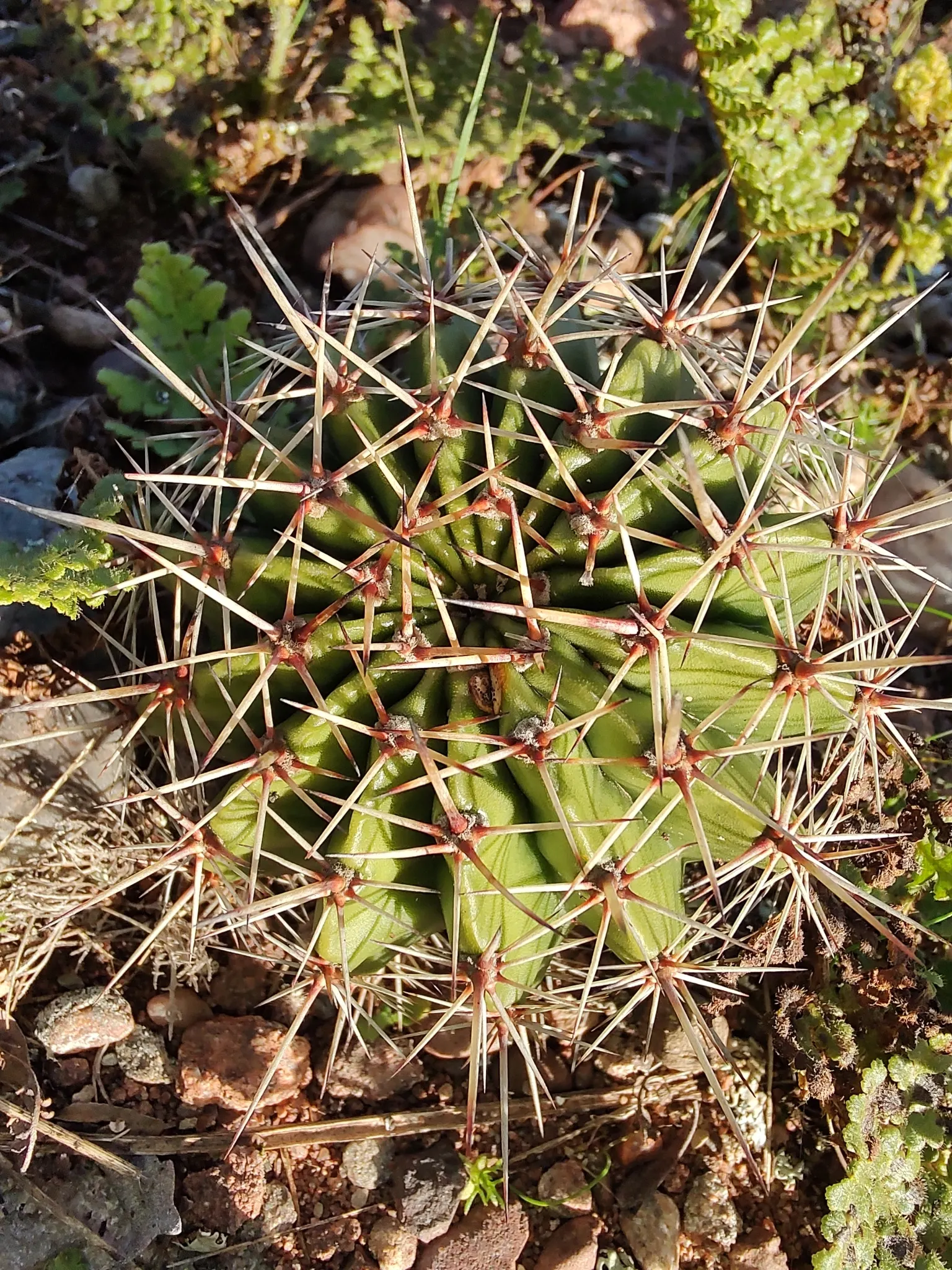 Easter Lily Cactus (Echinopsis Hybrid) — but it should be protected from frost to avoid damage.<br><br>For clients seeking a dazzling