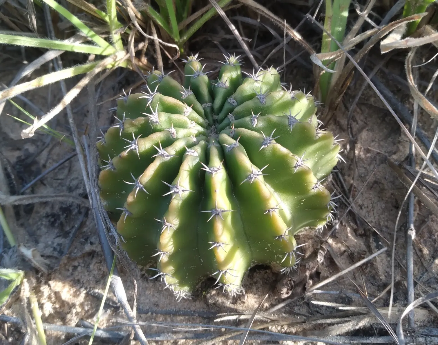 Easter Lily Cactus (Echinopsis Hybrid) — depending on the specific hybrid.<br><br>Reaching a mature size of 6 to 12 inches in height; they require full sun