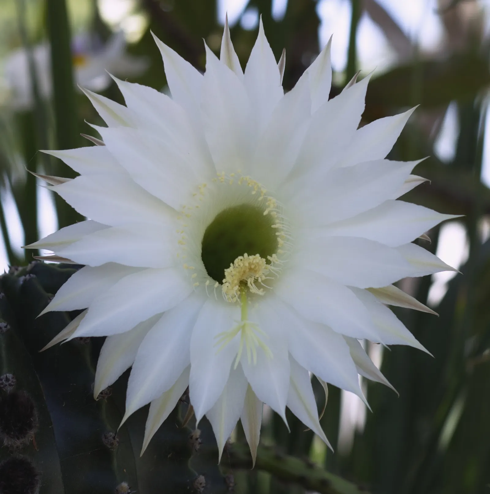 Easter Lily Cactus (Echinopsis Hybrid) — they create stunning visuals with low maintenance needs
