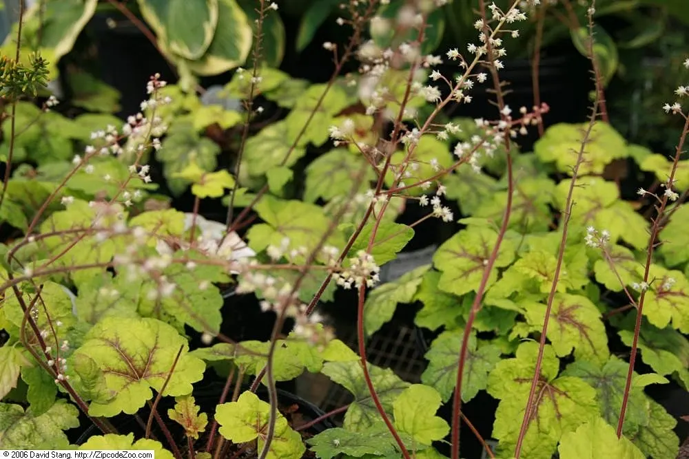 Stoplight Heucherella (Heucherella 'Stoplight') — which persists from spring through fall
