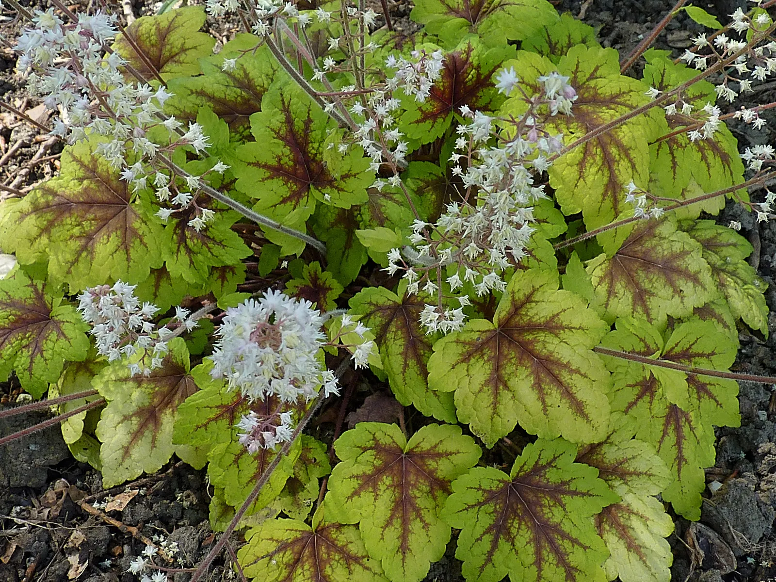 Stoplight Heucherella (Heucherella 'Stoplight') — Heucherella 'Stoplight' boasts striking yellow foliage with deep red centers