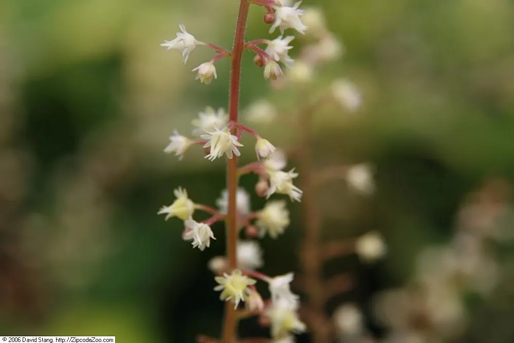 Stoplight Heucherella (Heucherella 'Stoplight') — This robust, low-mounding perennial reaches 10 inches in height with a 15-inch spread