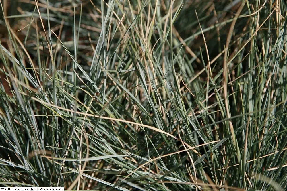 Blue Oat Grass (Helictotrichon Sempervirens) — requiring only occasional watering once established
