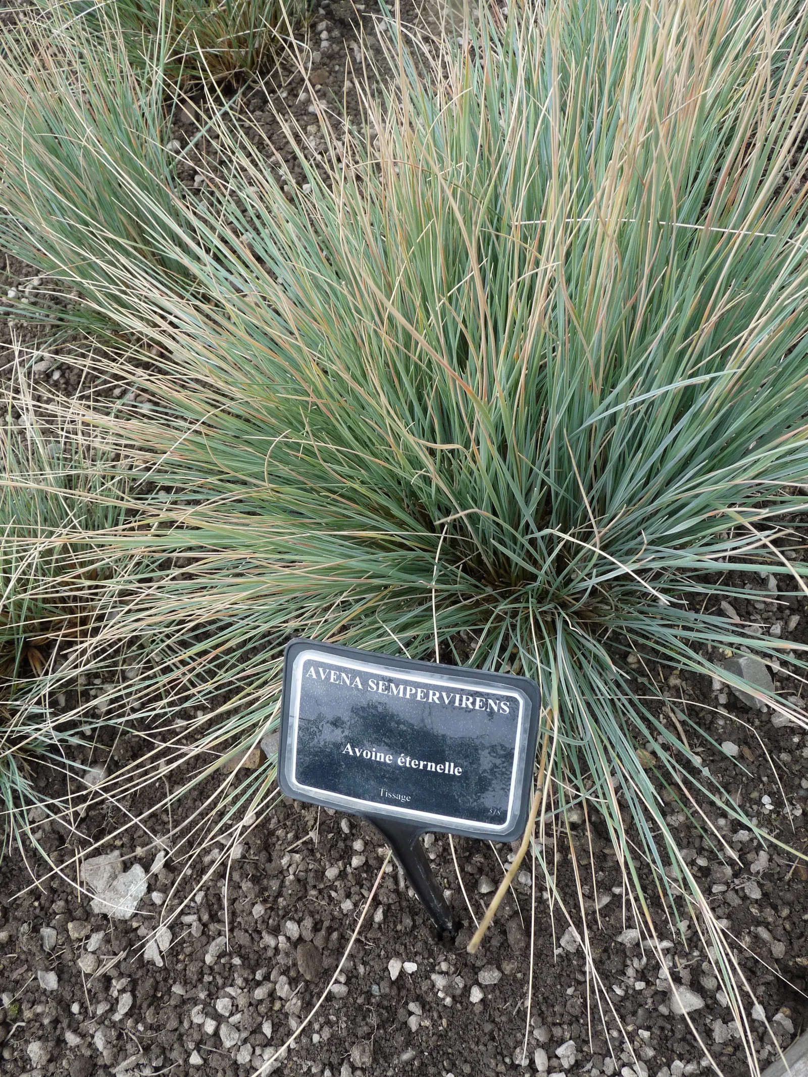 Blue Oat Grass (Helictotrichon Sempervirens) — graceful flower spikes that can rise up to 6 feet in the air