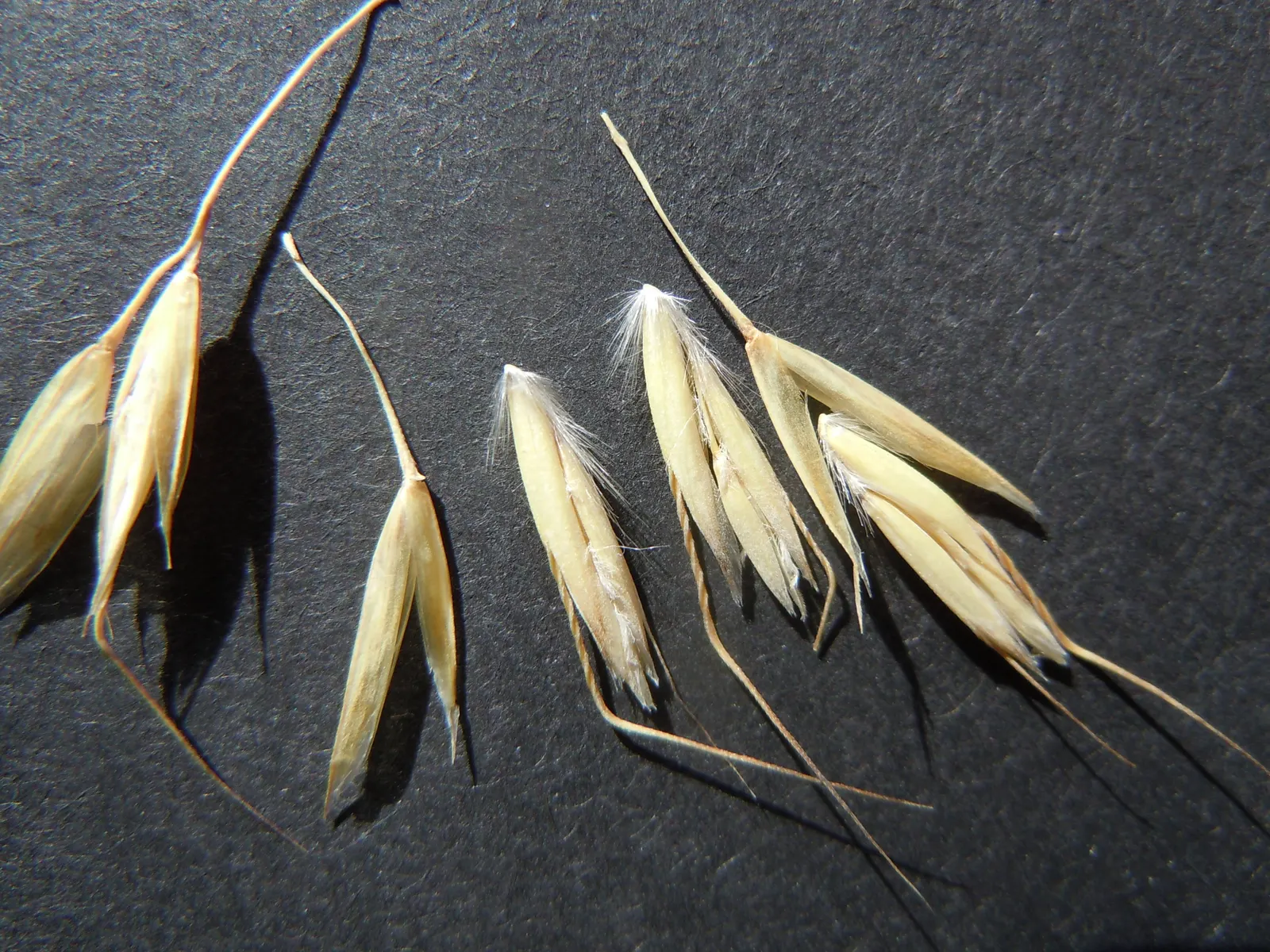 Blue Oat Grass (Helictotrichon Sempervirens) — featuring silvery-blue foliage and graceful
