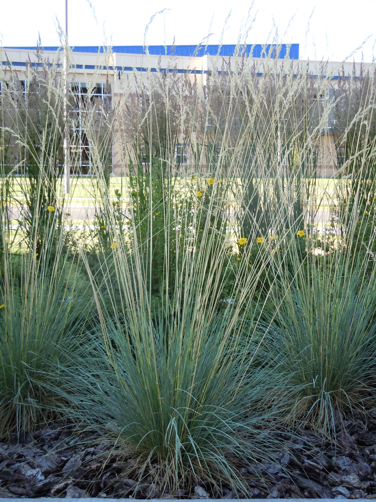 Blue Oat Grass (Helictotrichon Sempervirens) — or as a specimen in a mixed bed