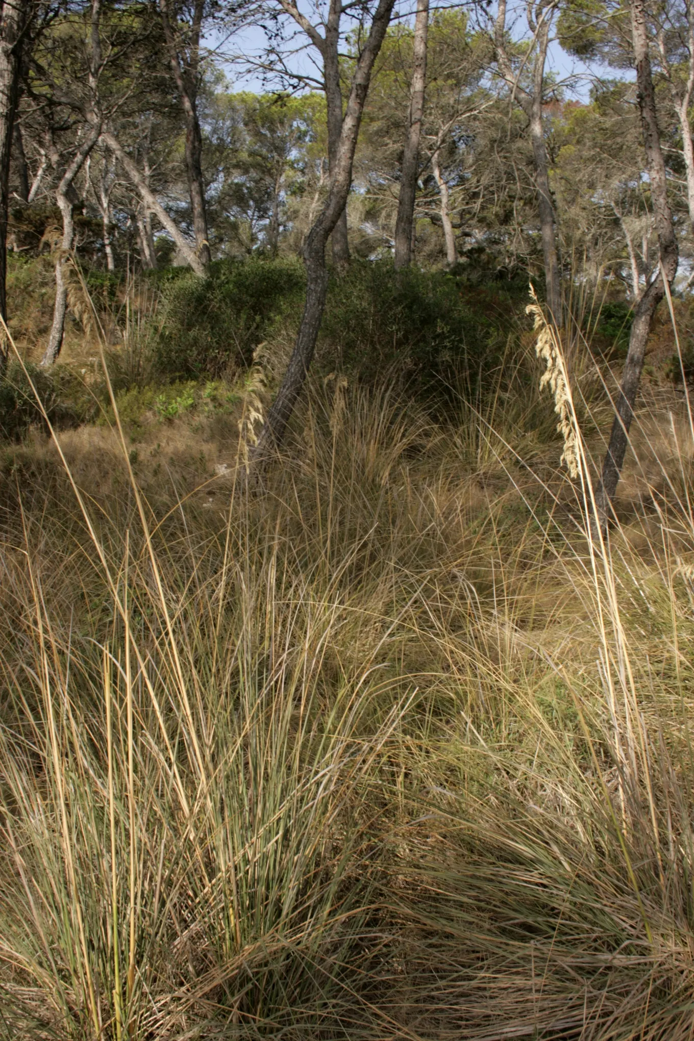 Blue Oat Grass (Helictotrichon Sempervirens) — <br><br>The plant's adaptability makes it ideal for creating accents in rock gardens