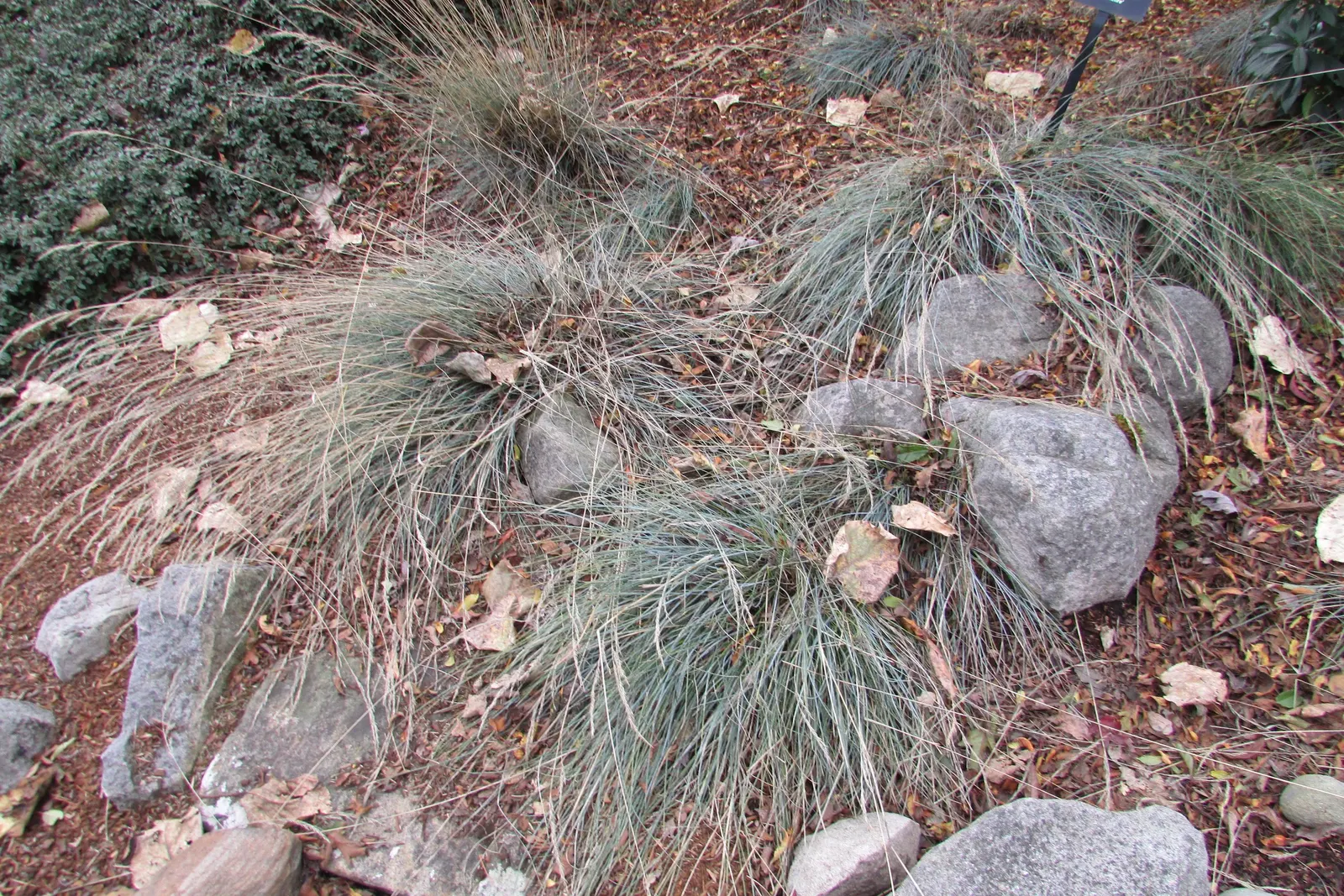 Blue Oat Grass (Helictotrichon Sempervirens) — fountain-like silhouette.<br><br>Drought-resistant and hardy in USDA zones 4 through 8