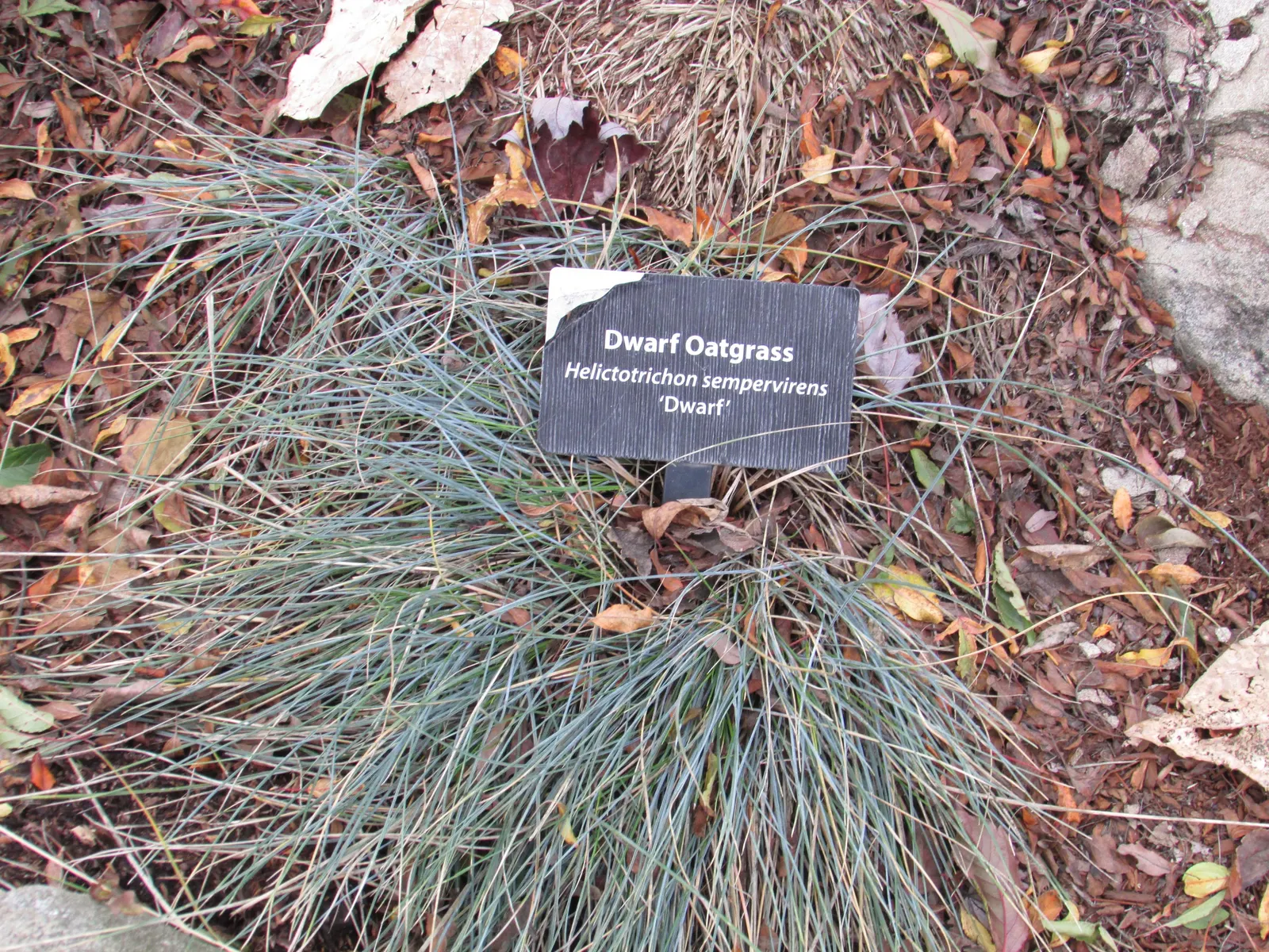 Blue Oat Grass (Helictotrichon Sempervirens) — It is relatively low-maintenance