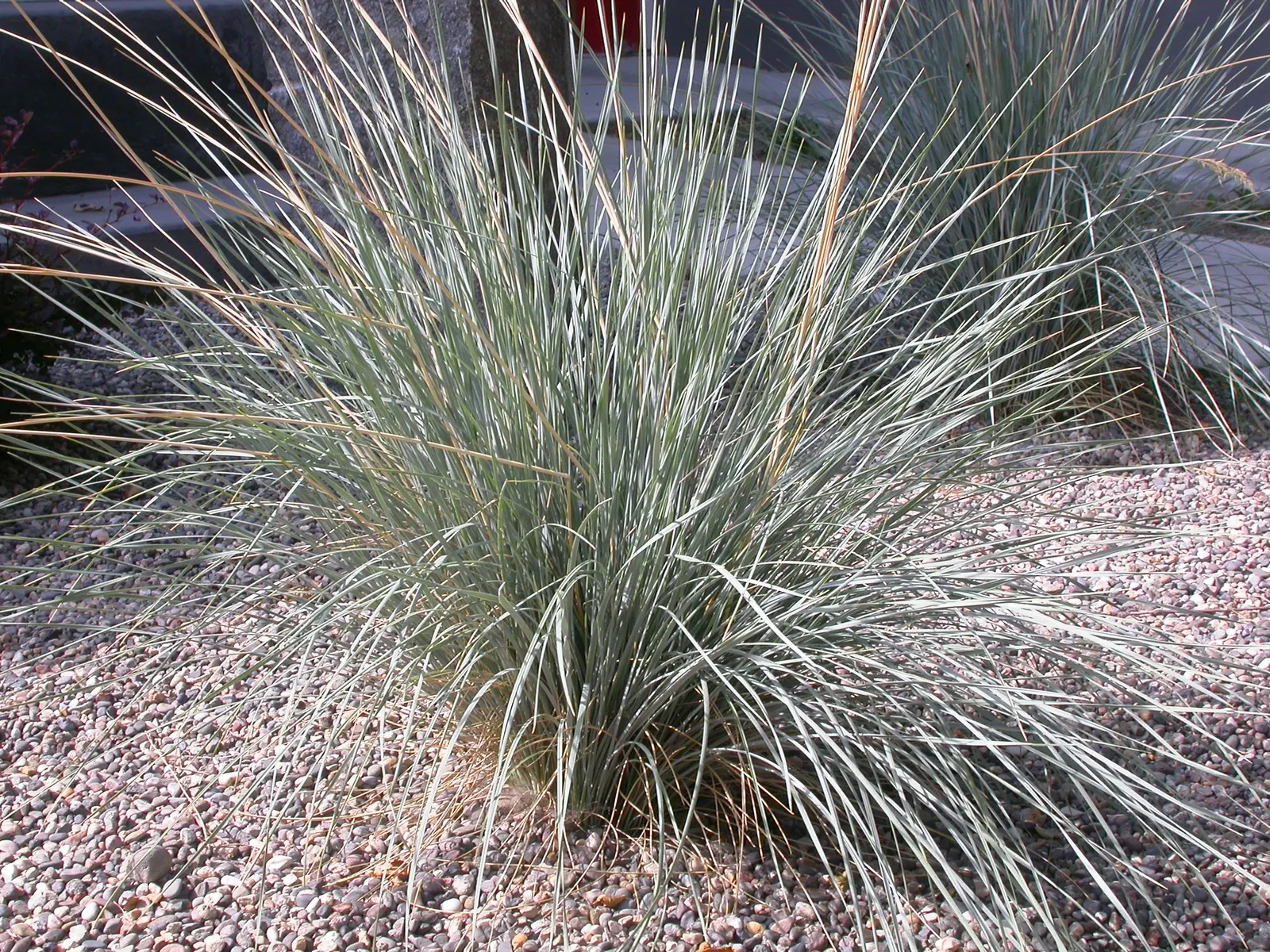 Blue Oat Grass (Helictotrichon Sempervirens) — presenting an elegantly rounded