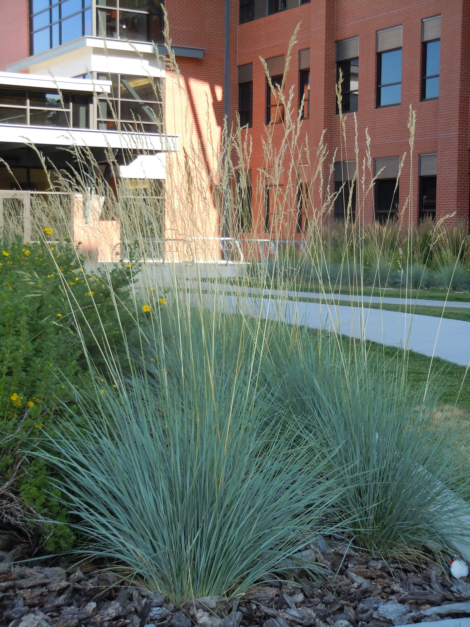 Blue Oat Grass (Helictotrichon Sempervirens) — These inflorescences turn a golden straw color in fall, providing extended seasonal appeal