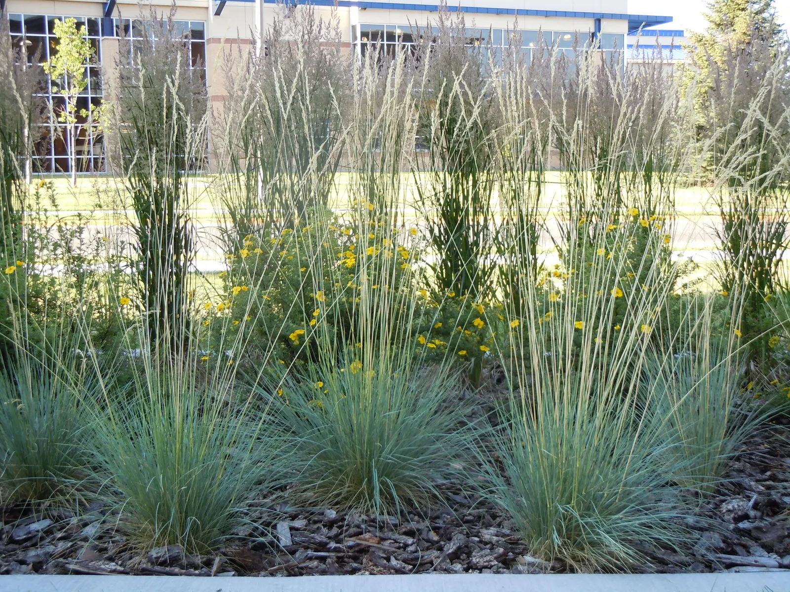 Blue Oat Grass (Helictotrichon Sempervirens) — In summer, it produces airy, light-brown flower spikes reaching 4 feet tall