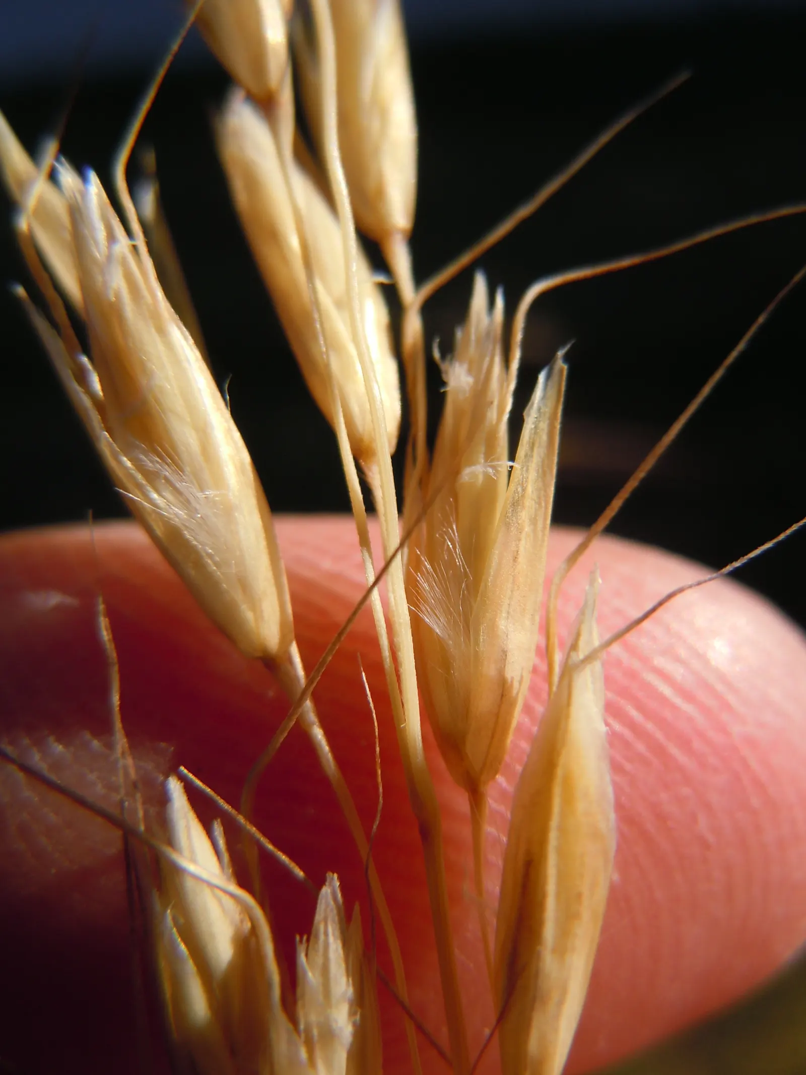 Blue Oat Grass (Helictotrichon Sempervirens) — making it an excellent choice for xeriscaping or in areas with water restrictions.<br><br>In early summer