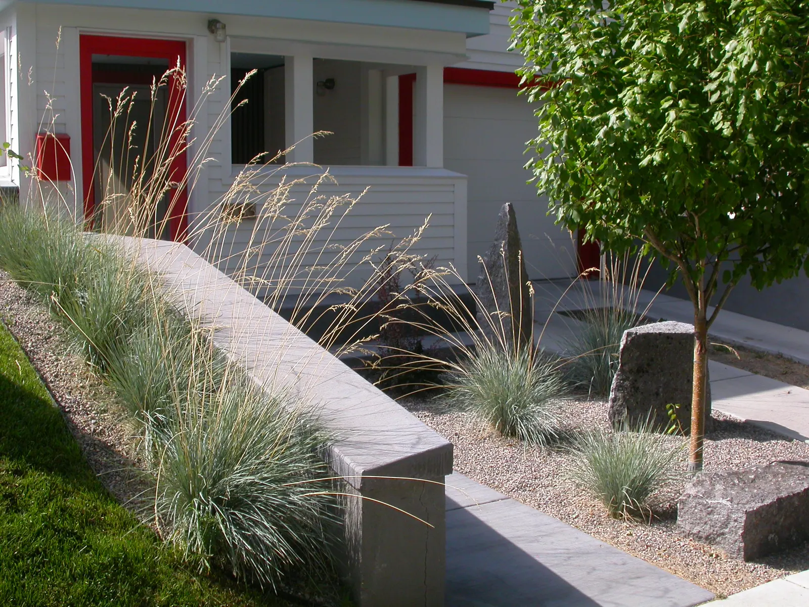 Blue Oat Grass (Helictotrichon Sempervirens) — metallic blue hue to the landscape with its fine
