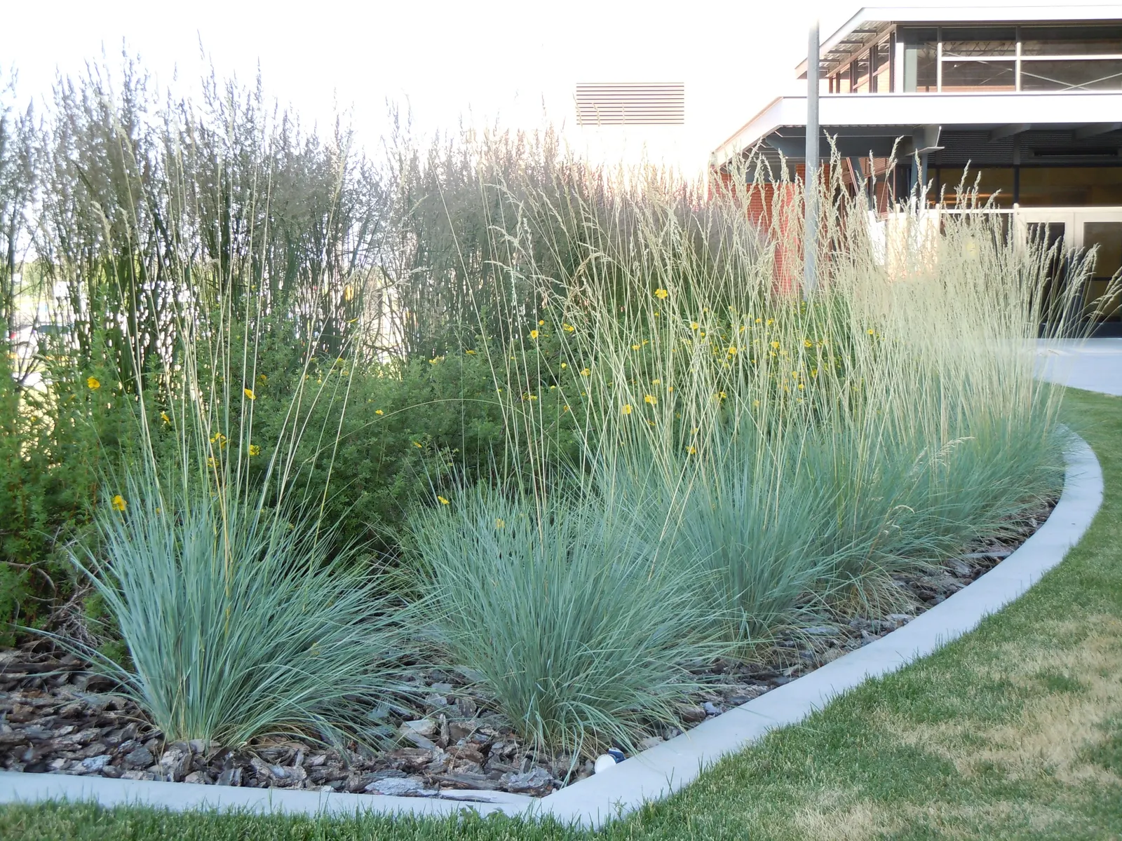 Blue Oat Grass (Helictotrichon Sempervirens) — This low-maintenance plant grows 2-3 feet in height and width
