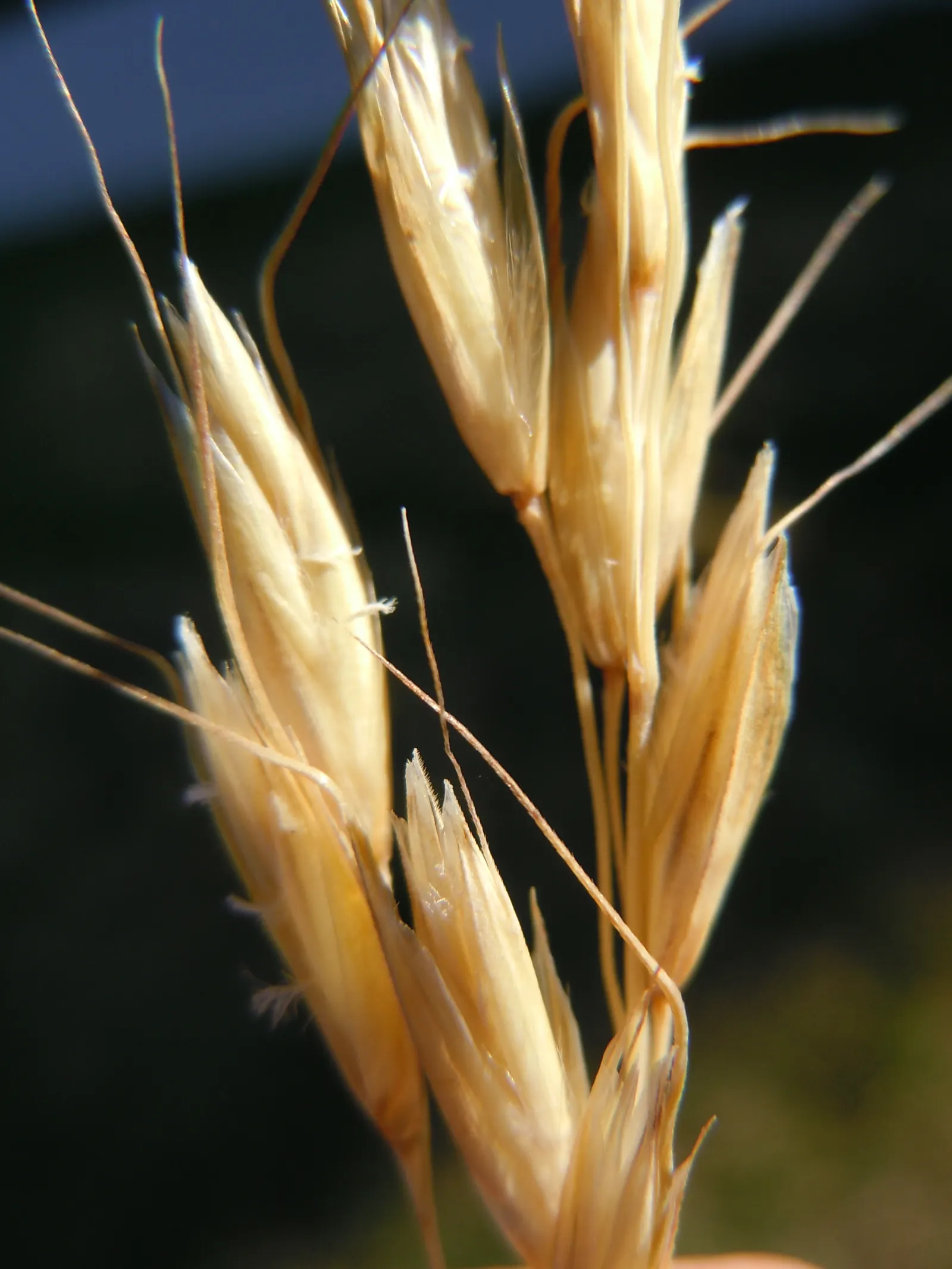 Blue Oat Grass (Helictotrichon Sempervirens) — To maintain its neat appearance