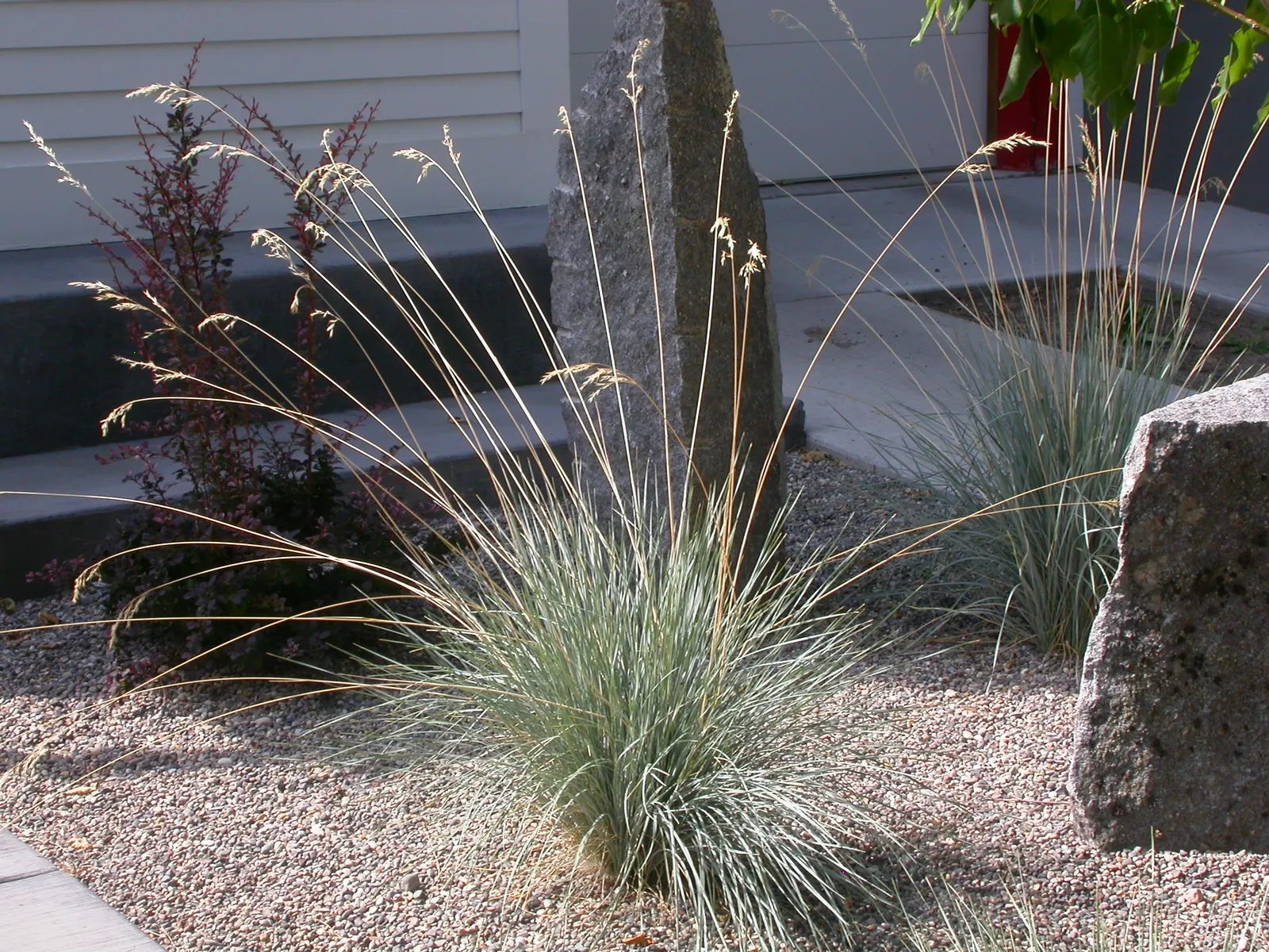 Blue Oat Grass (Helictotrichon Sempervirens) — commonly known as Blue Oat Grass