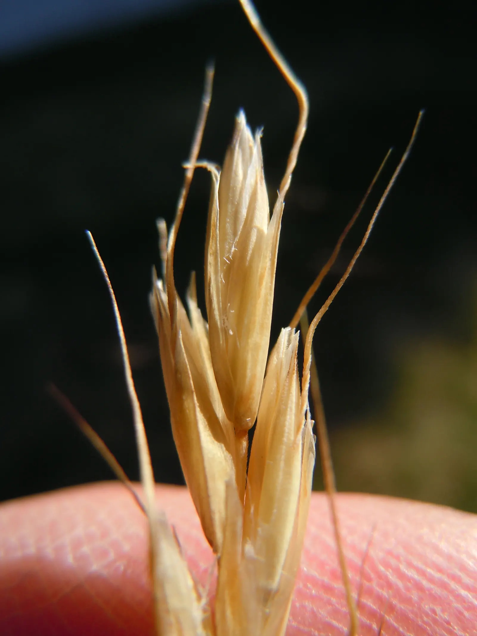 Blue Oat Grass (Helictotrichon Sempervirens) — adding visual interest and texture