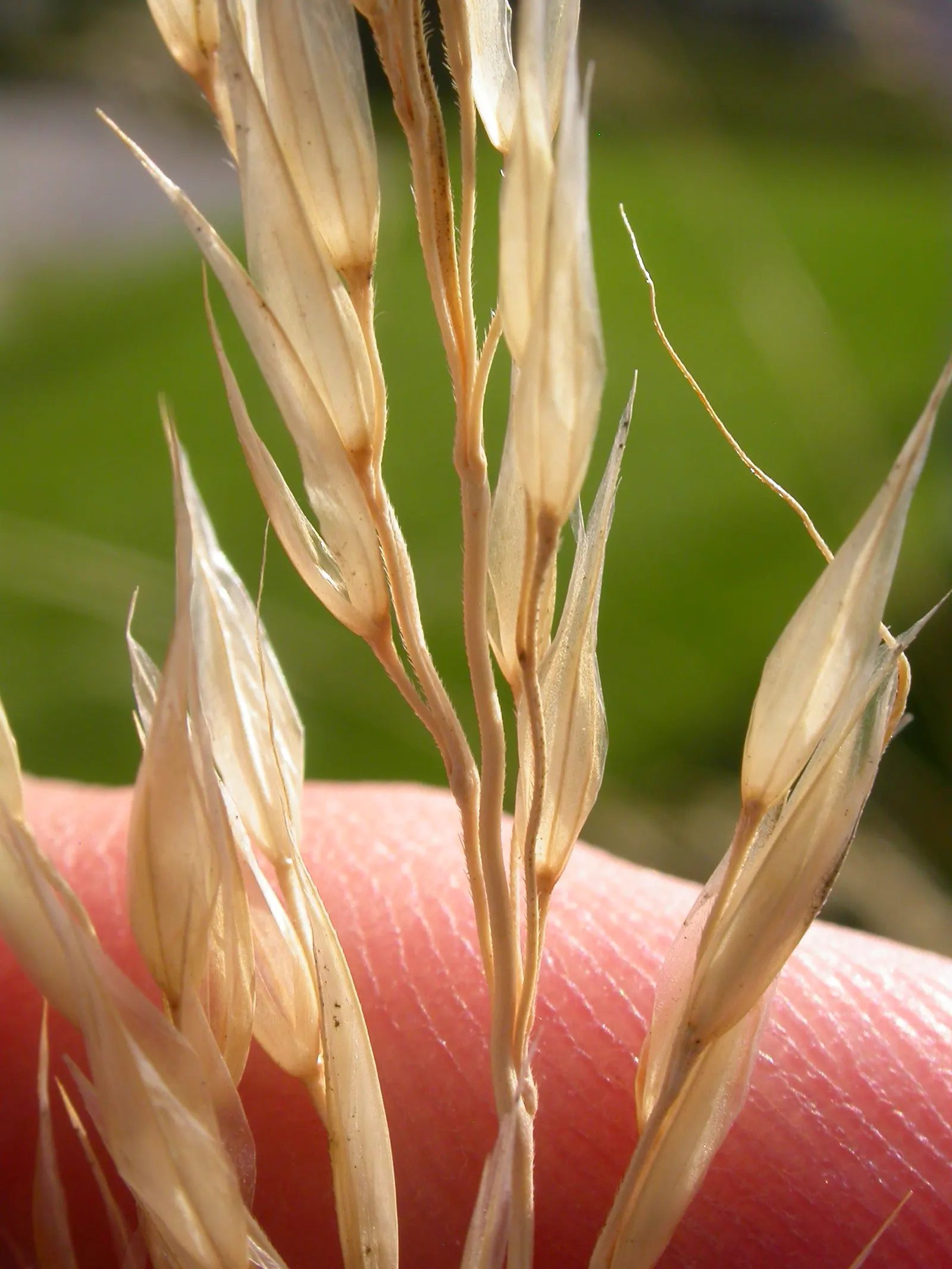 Blue Oat Grass (Helictotrichon Sempervirens) — Blue Oat Grass (Helictotrichon sempervirens) is a striking, evergreen ornamental grass with a clumping habit
