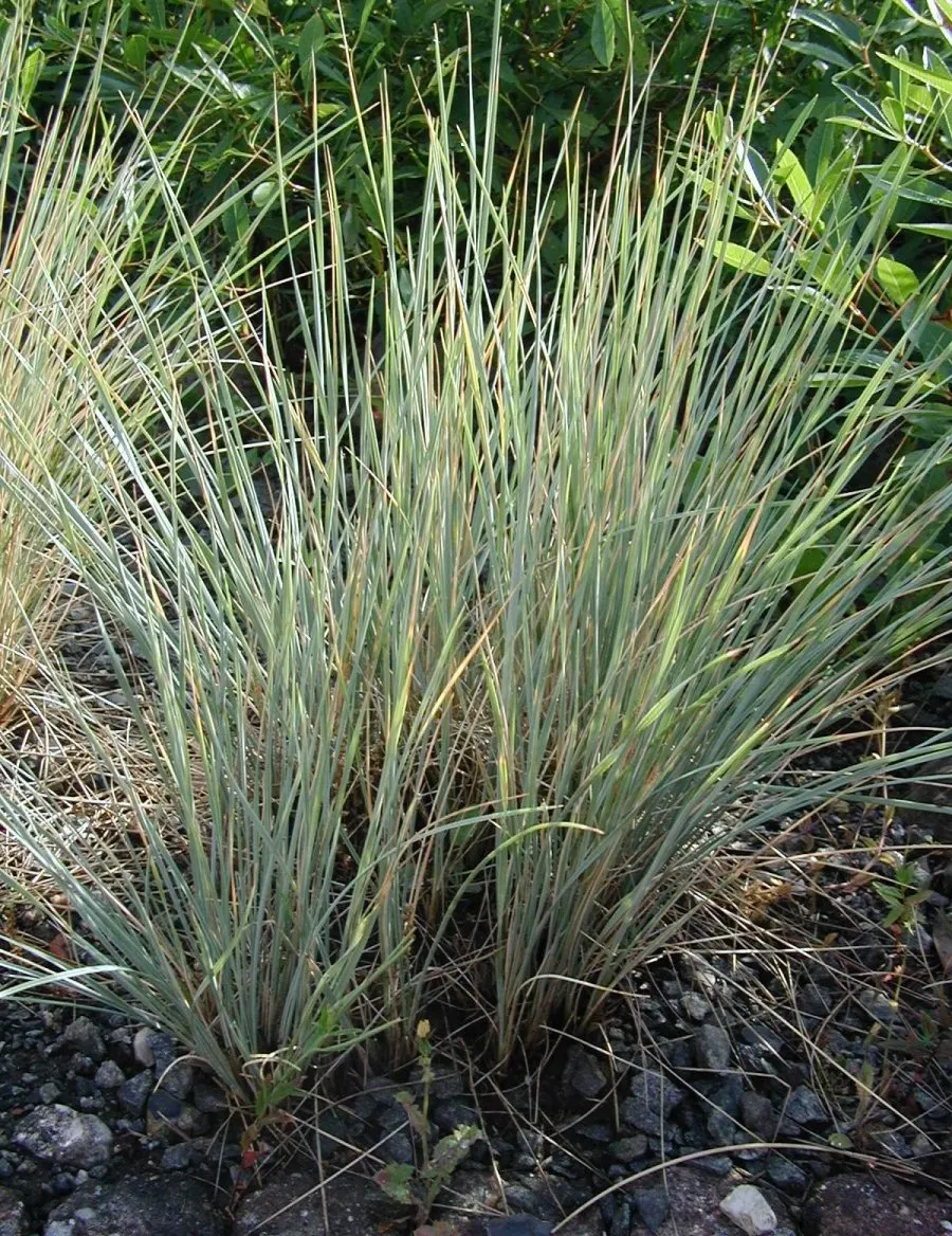 Blue Oat Grass (Helictotrichon Sempervirens) — Blue Oat Grass thrives in full sun and requires well-drained soil to prevent root rot